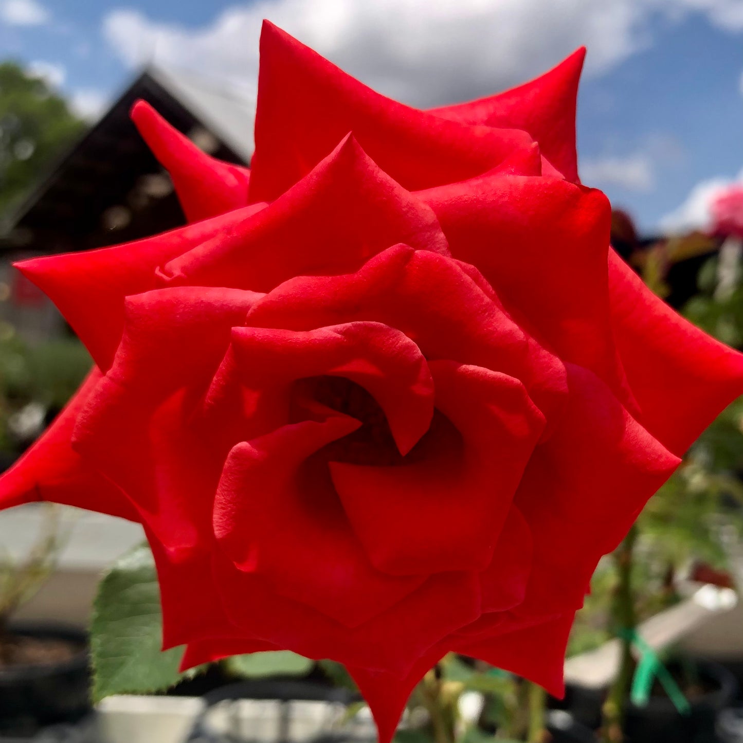 Bright Red Rose Wall Art Printable, Vibrant Scarlet Flower Photography, Botanical Home Decor, Digital Download