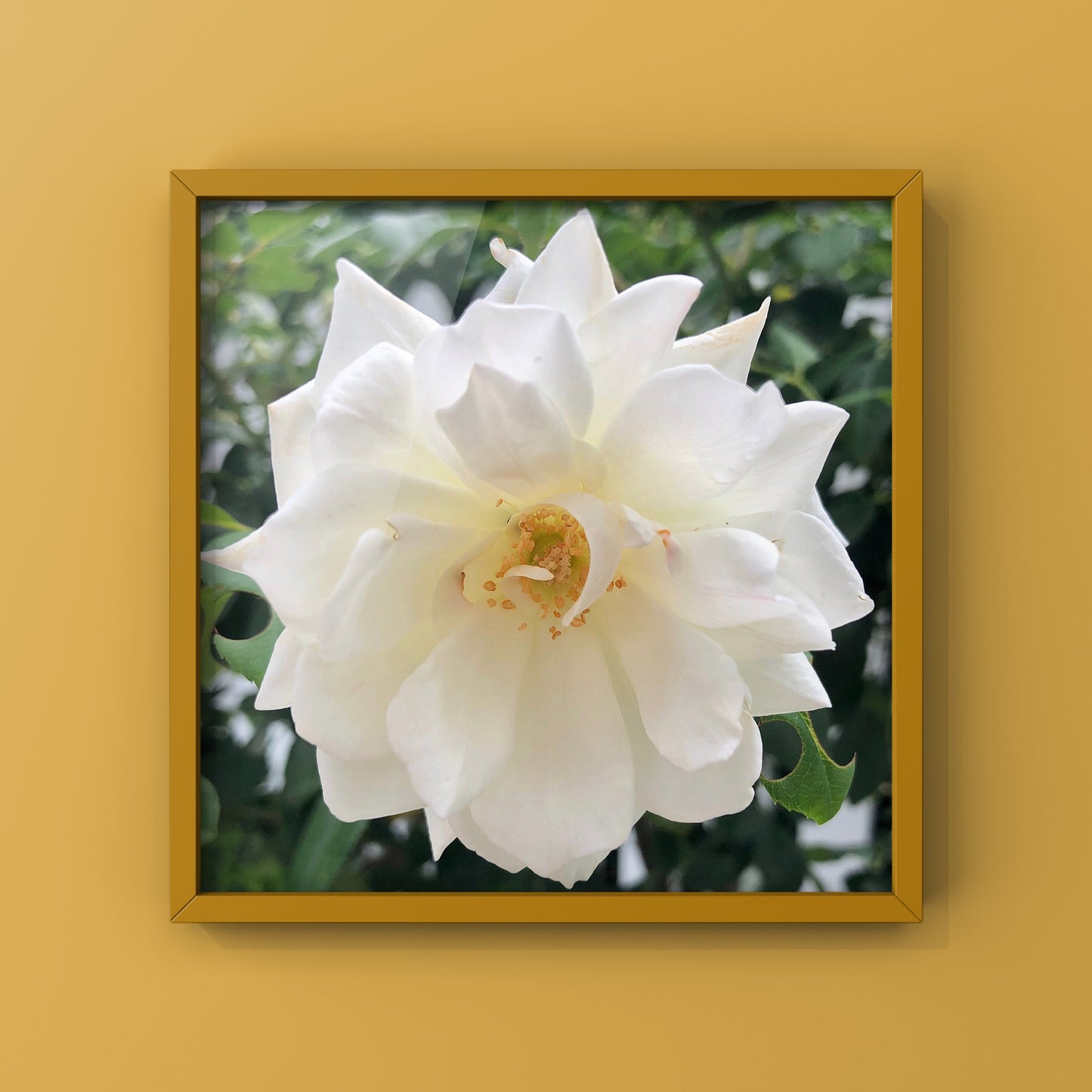 White Iceberg Rose Printable Wall Art, Elegant Botanical Flower Photography, Digital Download