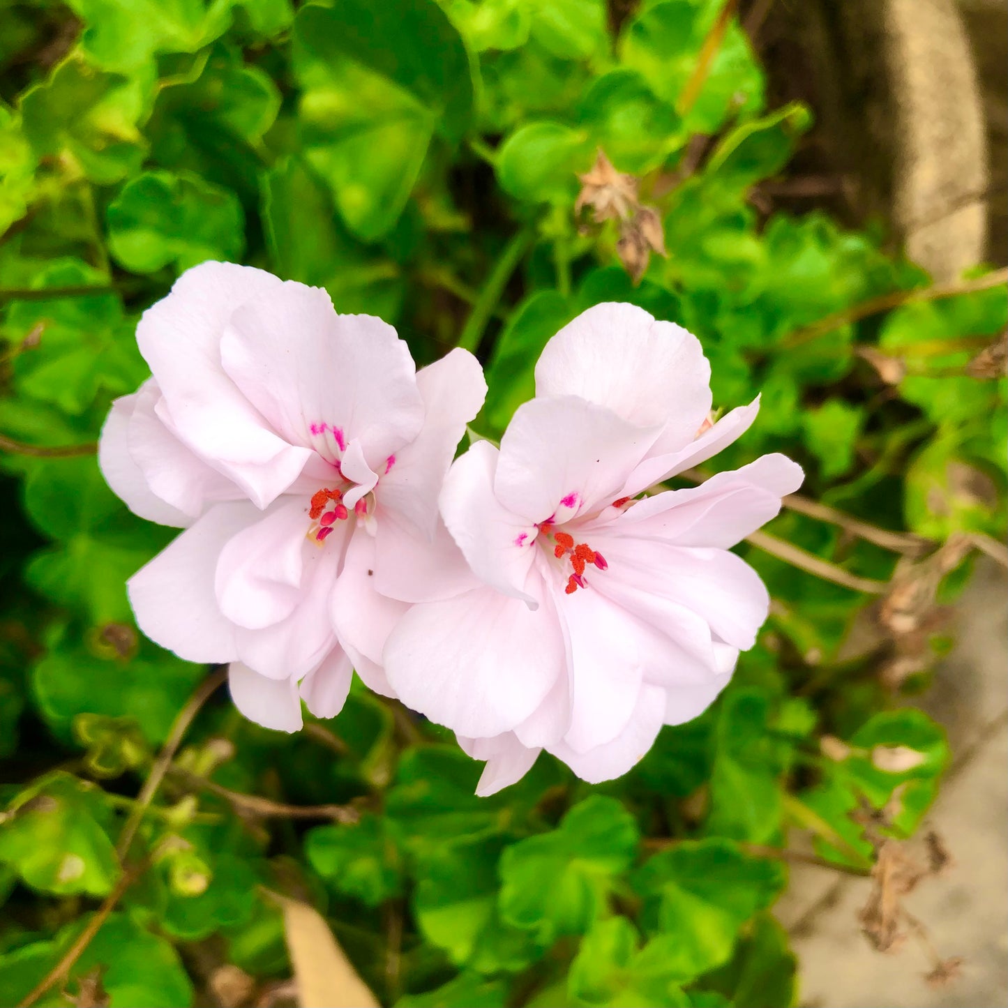 Ivy Geranium Wall Art Printable, Flower Photography, Elegant Garden Bloom Decor, Botanical Digital Download