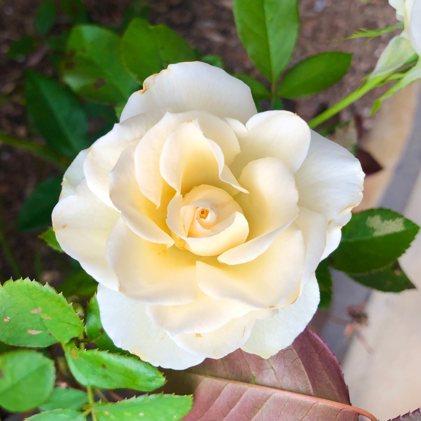White Rose Wall Art Printable, Flower Photography, Elegant Floral Decor, Botanical Digital Download