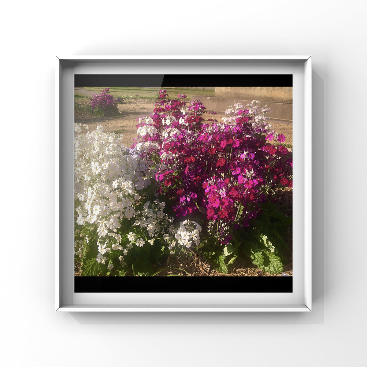 Pink, White and Magenta Fairy Primrose Flowers Wall Art Printable, Floral Photography, Botanical Decor, Digital Download