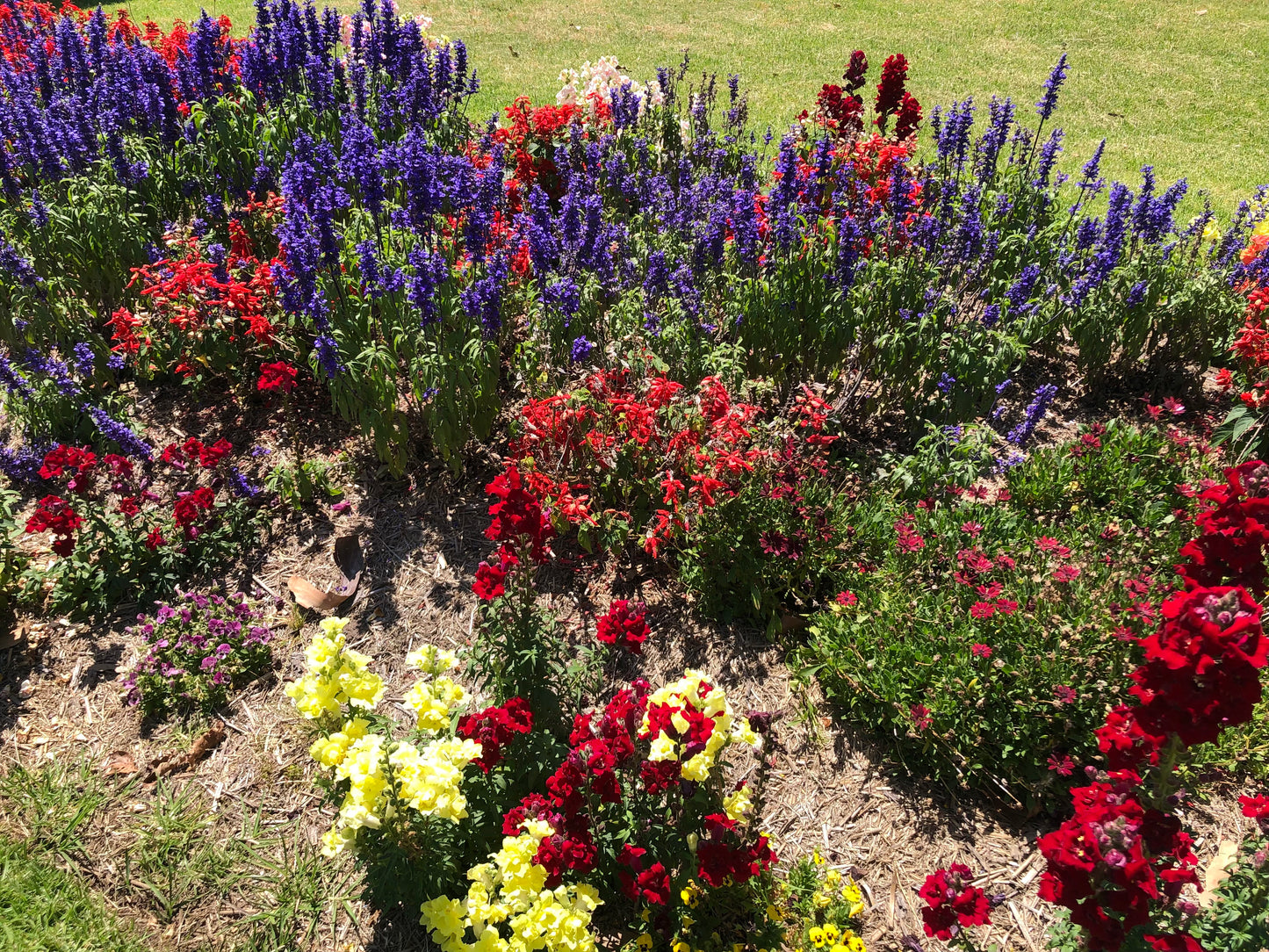 Mixed Garden Flowers Wall Art Printable, Flower Photography, Vibrant Red Purple Yellow Bloom Decor, Botanical Digital Download