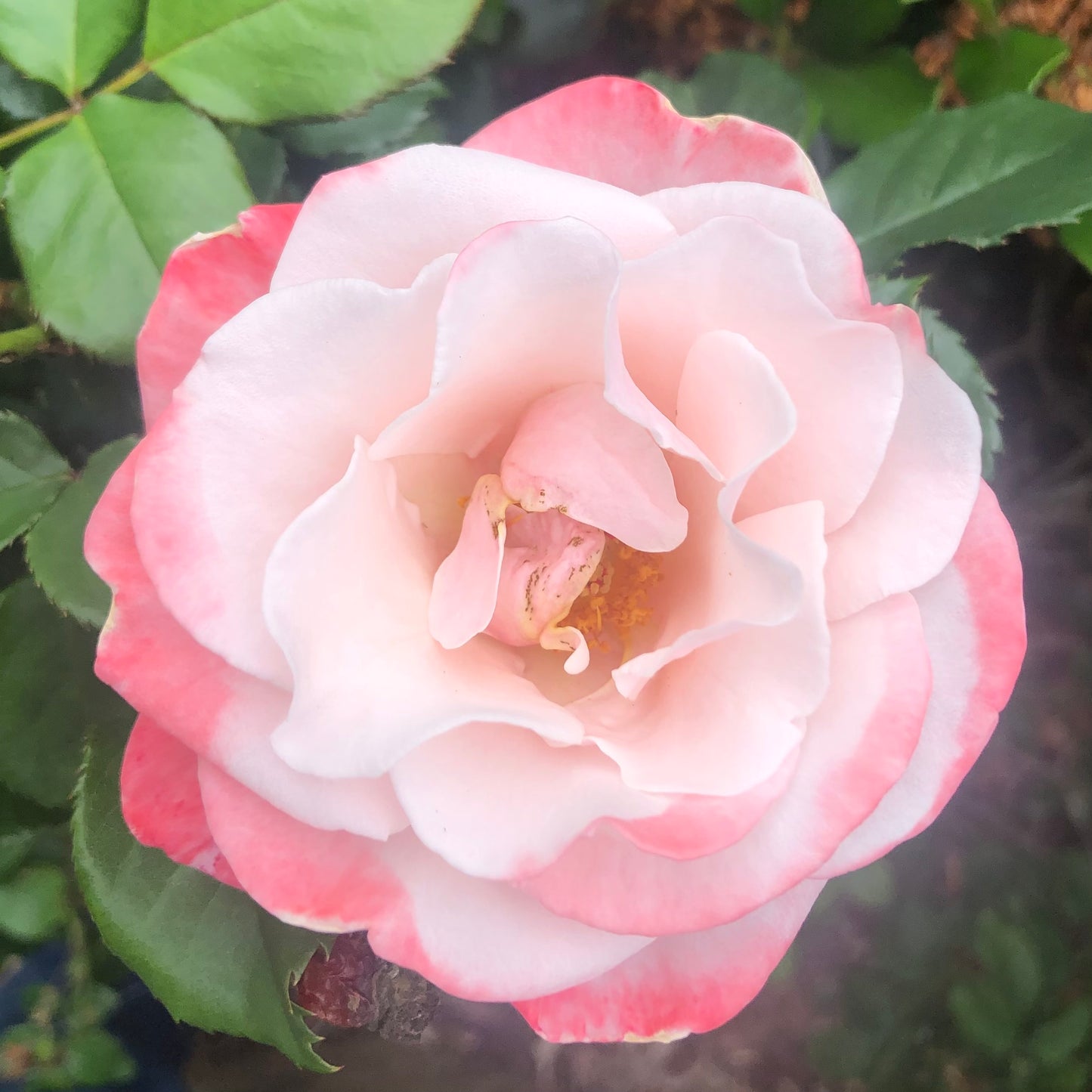 Delicate White and Pink Rose Wall Art Printable, Soft Garden Rose Photography, Floral Decor, Botanical Digital Download