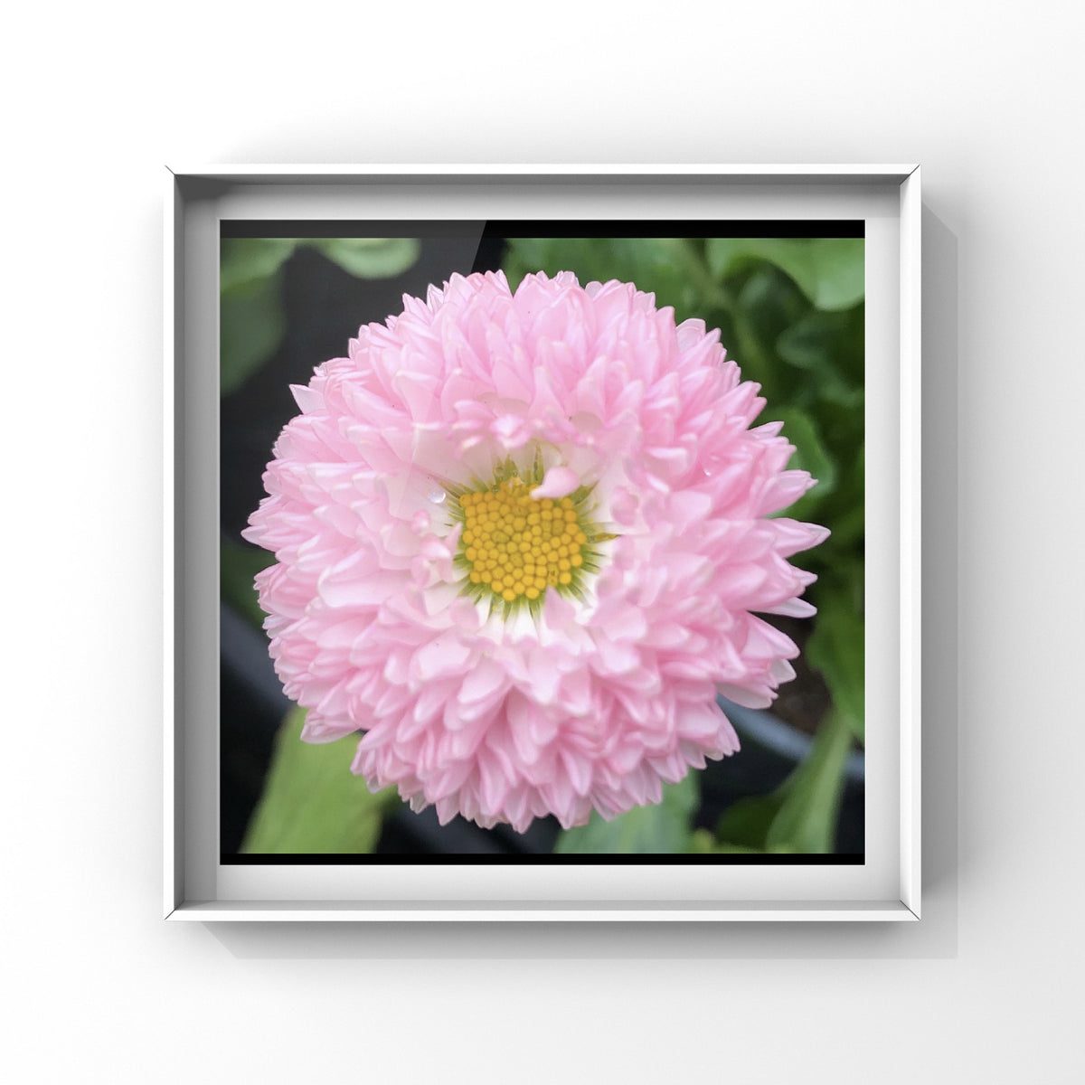 Pink English Daisy Printable Wall Art, Botanical Flower Photography, Digital Download
