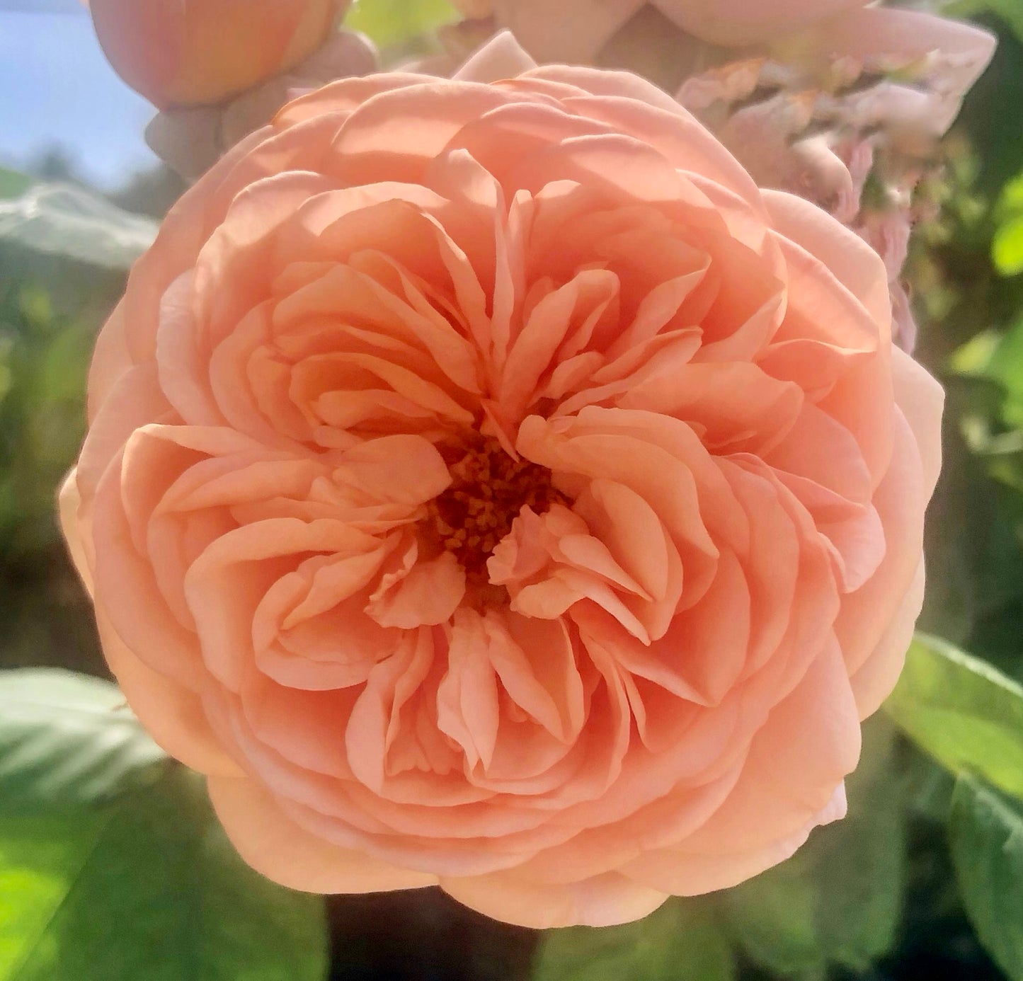 Apricot English Rose Wall Art Printable, Peach Garden Rose Photography, Romantic Botanical Decor, Floral Digital Download