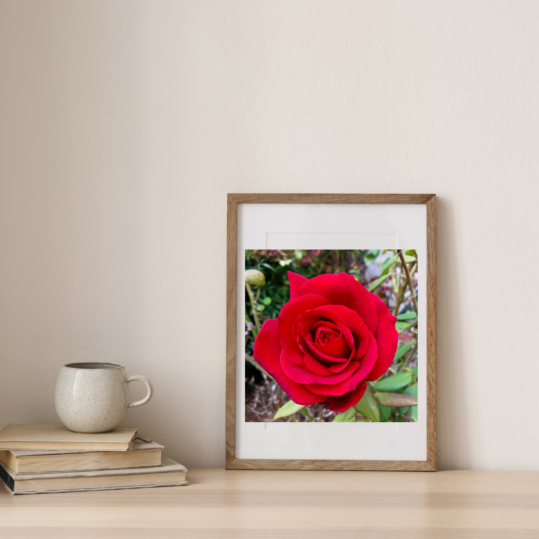 Red Rose Wall Art Printable, Flower Photography, Elegant Botanical Decor, Digital Download