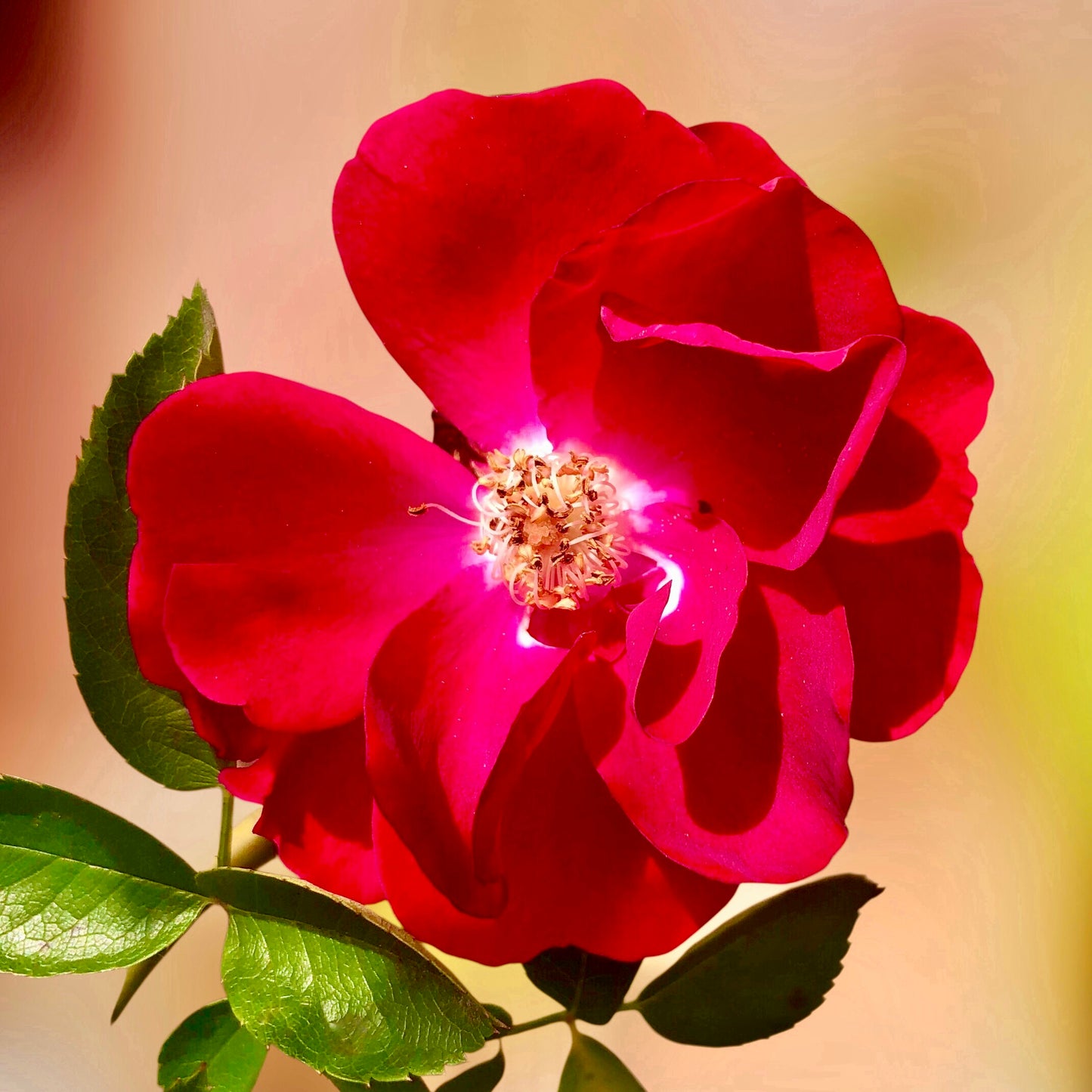 Ruby Red Rose Wall Art Printable, Romantic Flower Photography, Elegant Botanical Decor, Digital Download
