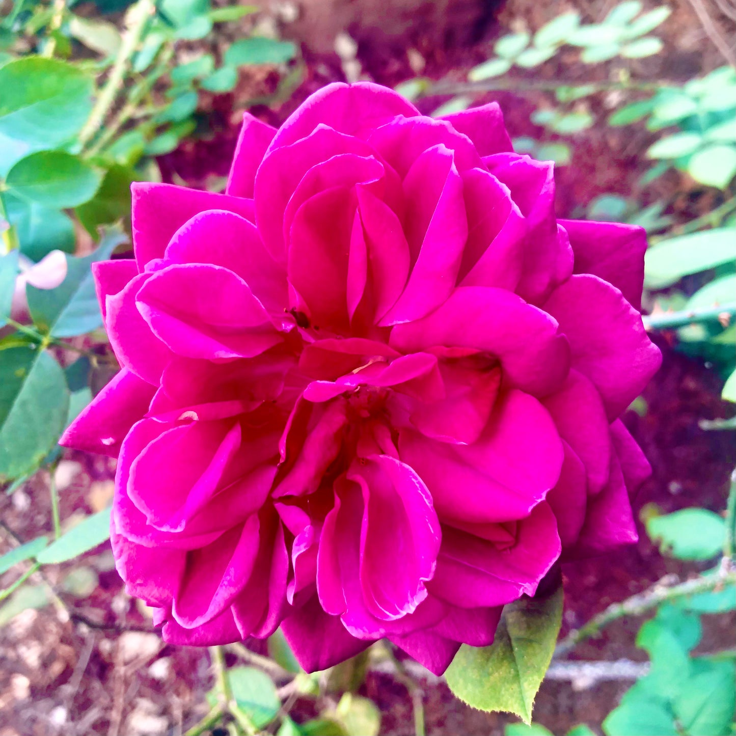 Magenta Rose Wall Art Printable, Flower Photography, Vibrant Floral Decor, Botanical Digital Download