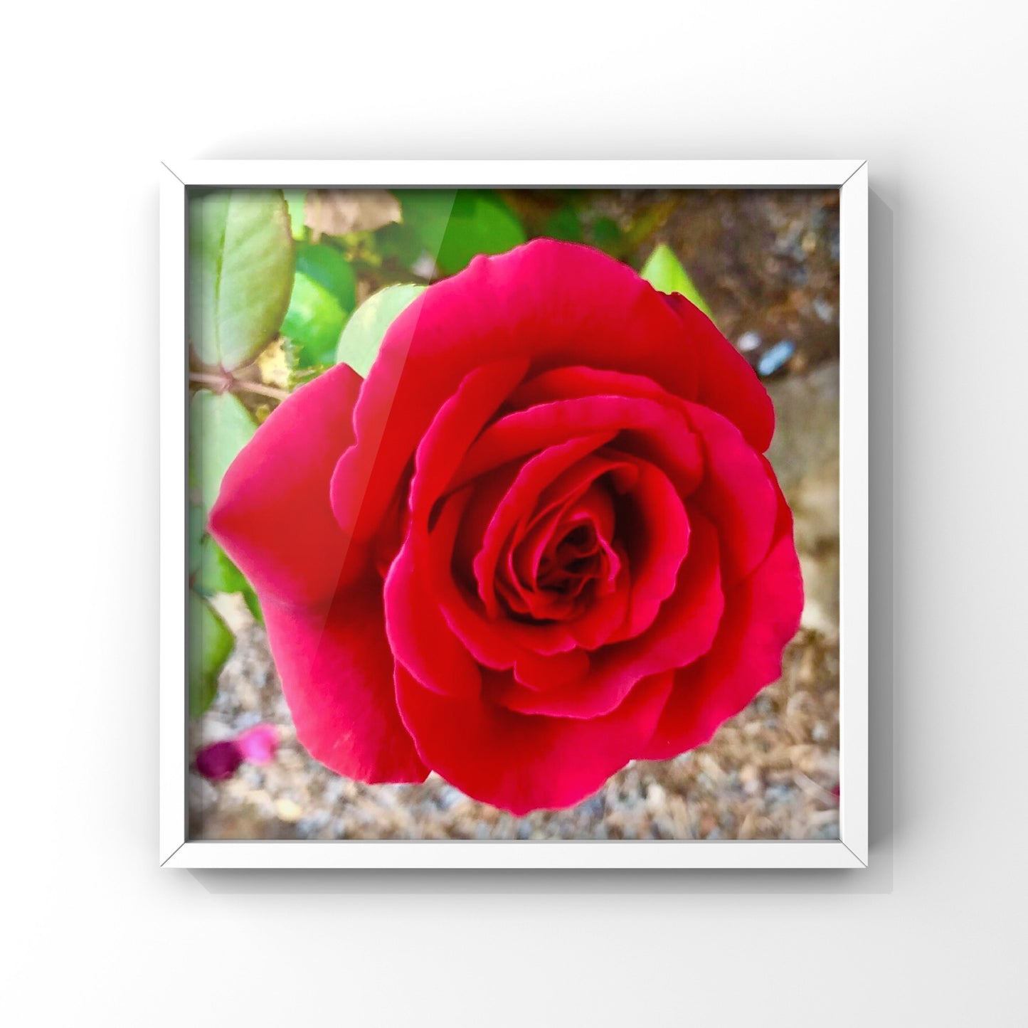 Vibrant Red Rose Printable Wall Art, Botanical Flower Photography, Digital Download