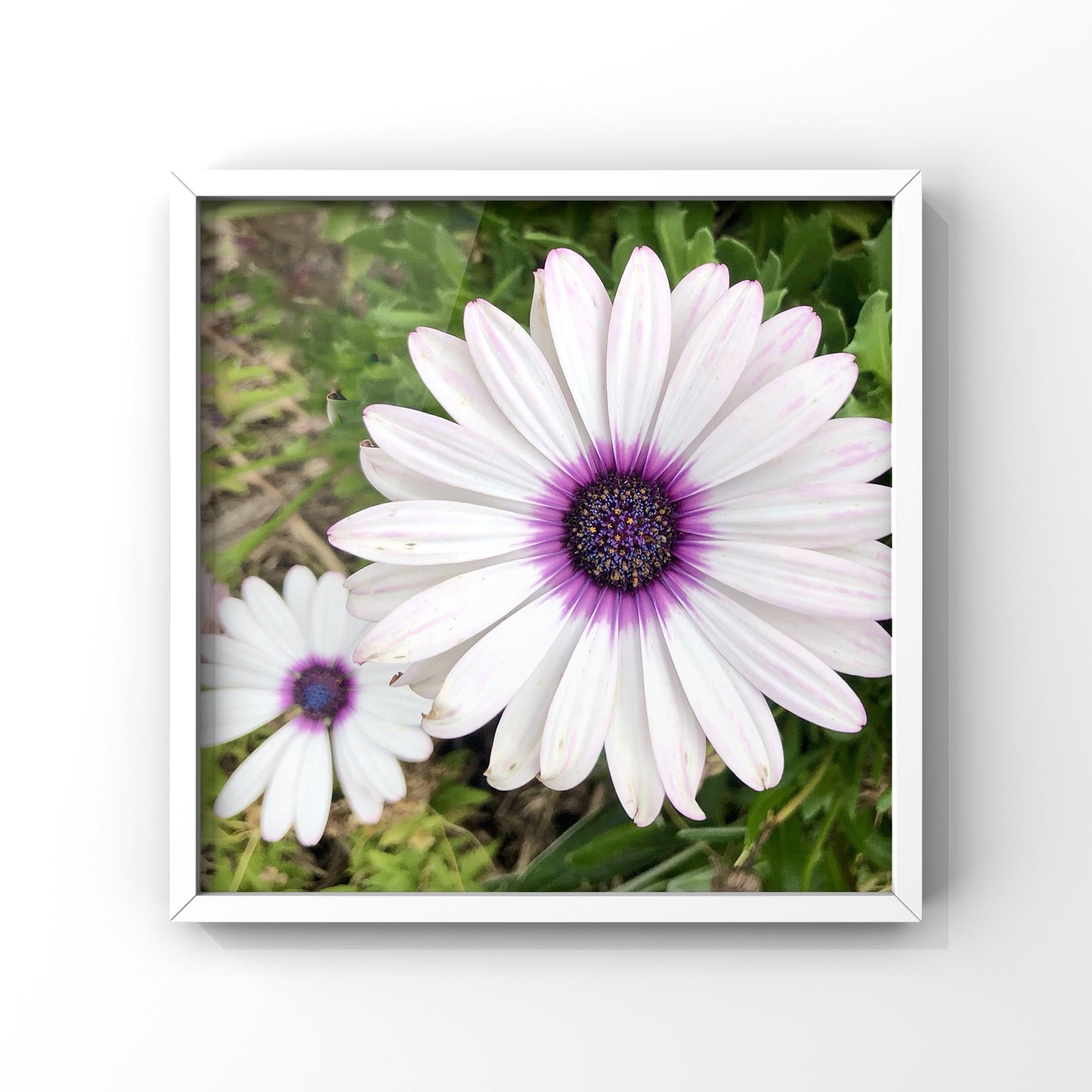 White and Purple African Daisy Printable Wall Art, Botanical Flower Photography, Digital Download