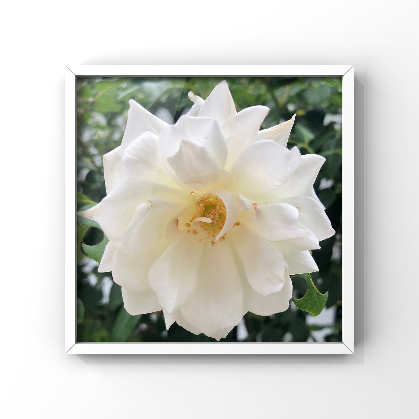 White Iceberg Rose Printable Wall Art, Elegant Botanical Flower Photography, Digital Download