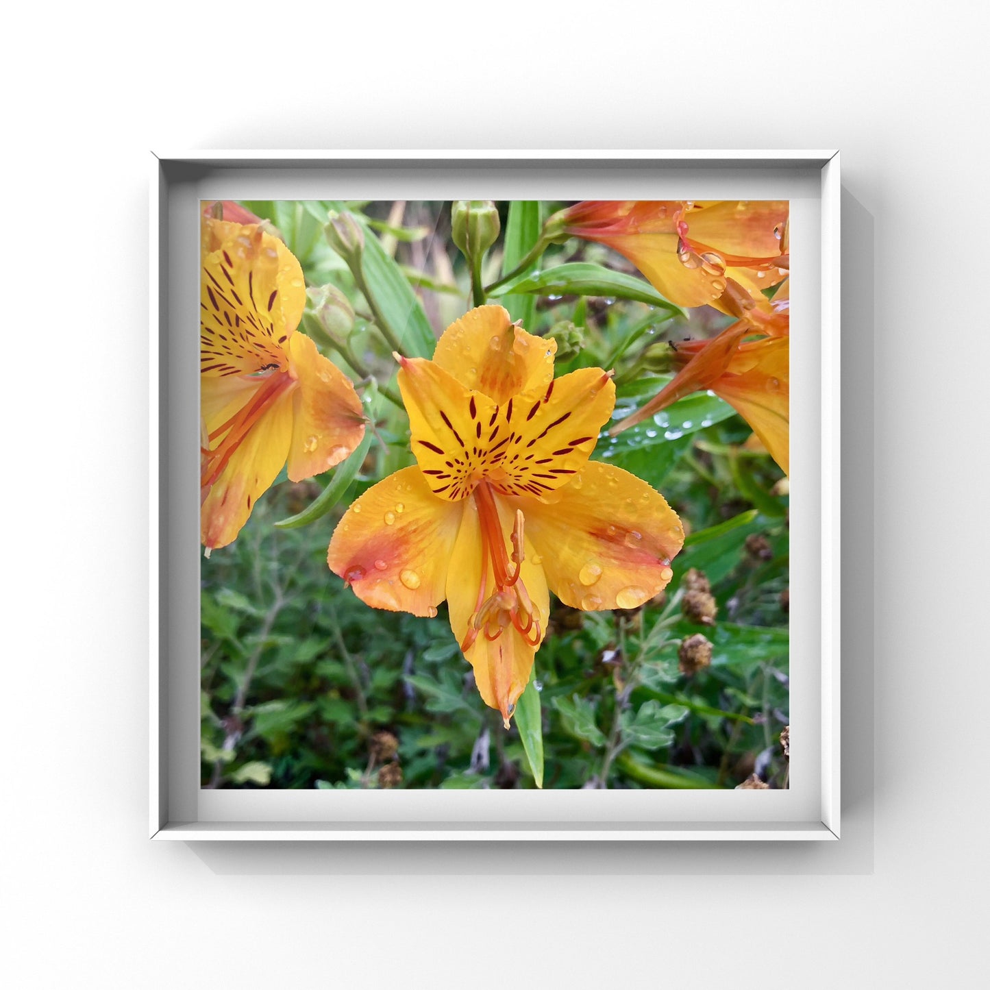 Peruvian Lily Wall Art Printable, Yellow Orange Flower Photography, Vibrant Botanical Decor, Digital Download