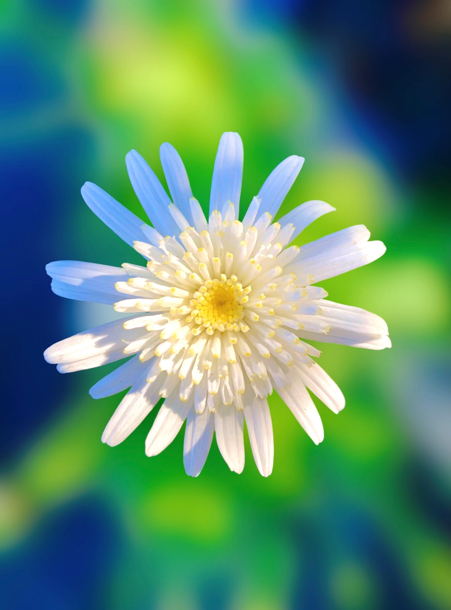 Small White Daisy Wall Art Printable, Flower Photography, Elegant Botanical Decor, Digital Download