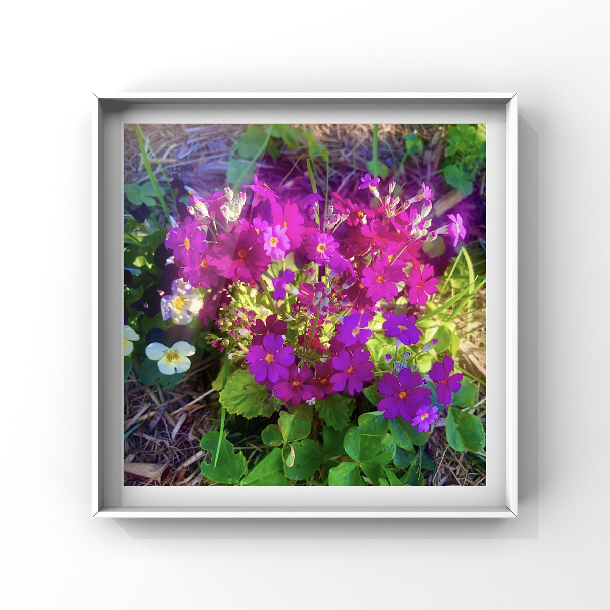 Fairy Primrose Flowers Wall Art Printable, Purple Pink Floral Photography, Elegant Botanical Decor, Digital Download