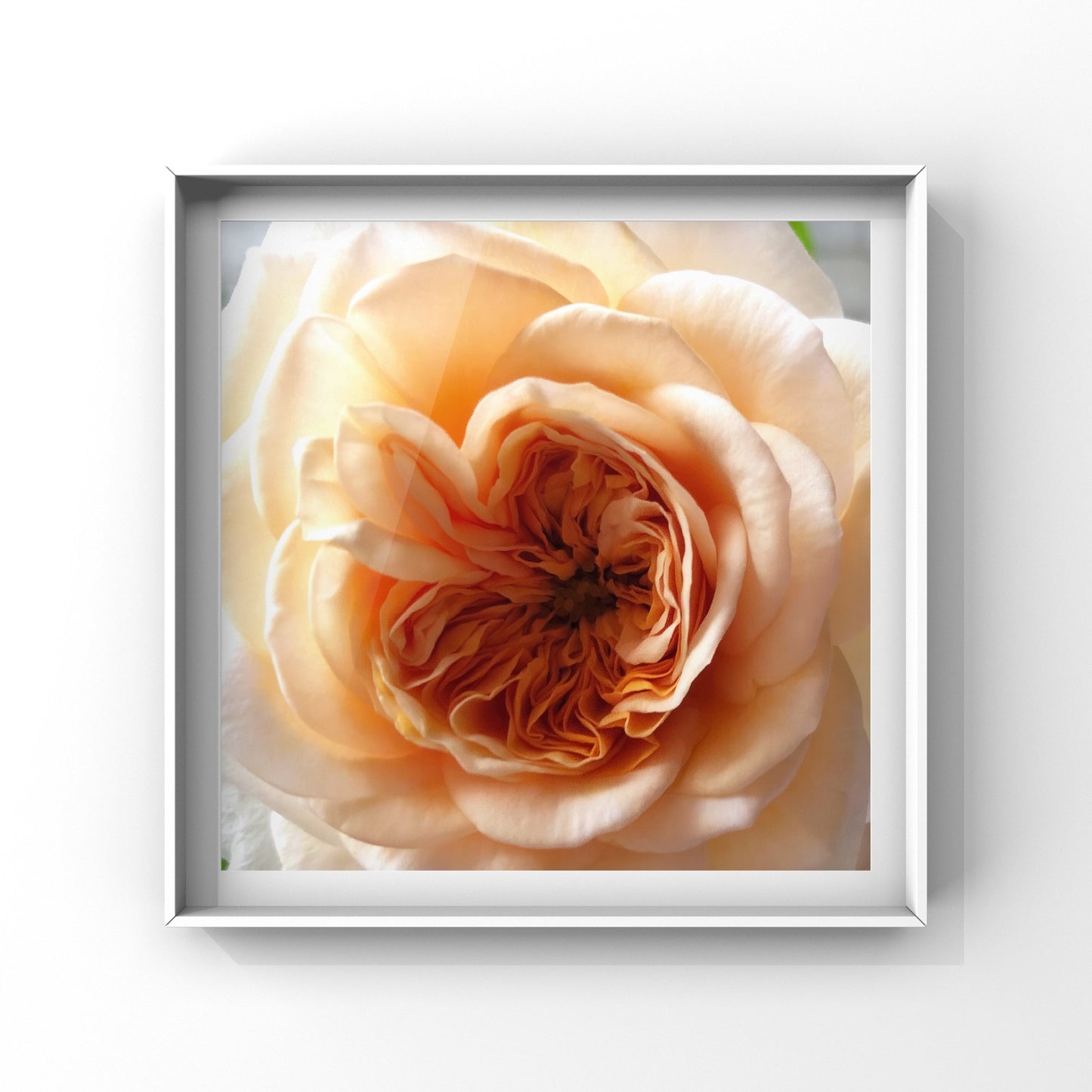 Large Orange Rose Wall Art Printable, Botanical Flower Photography, Digital Download