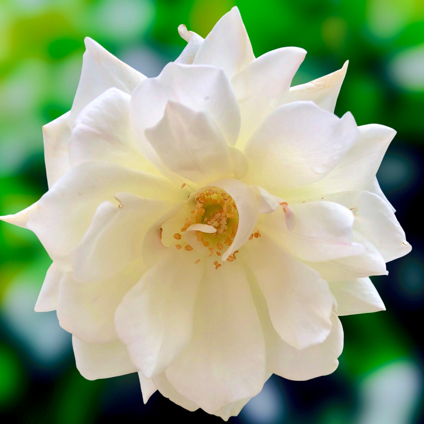White Iceberg Rose Wall Art Printable, Dreamy Floral Photography, Elegant Botanical Decor, Digital Download