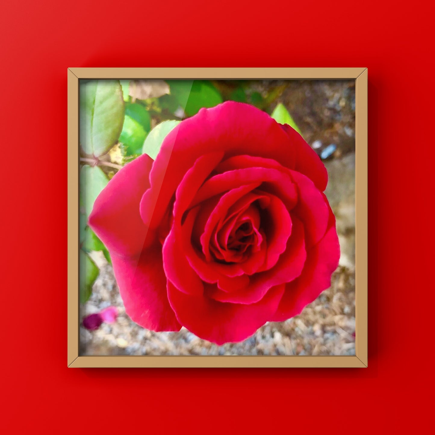 Vibrant Red Rose Printable Wall Art, Botanical Flower Photography, Digital Download