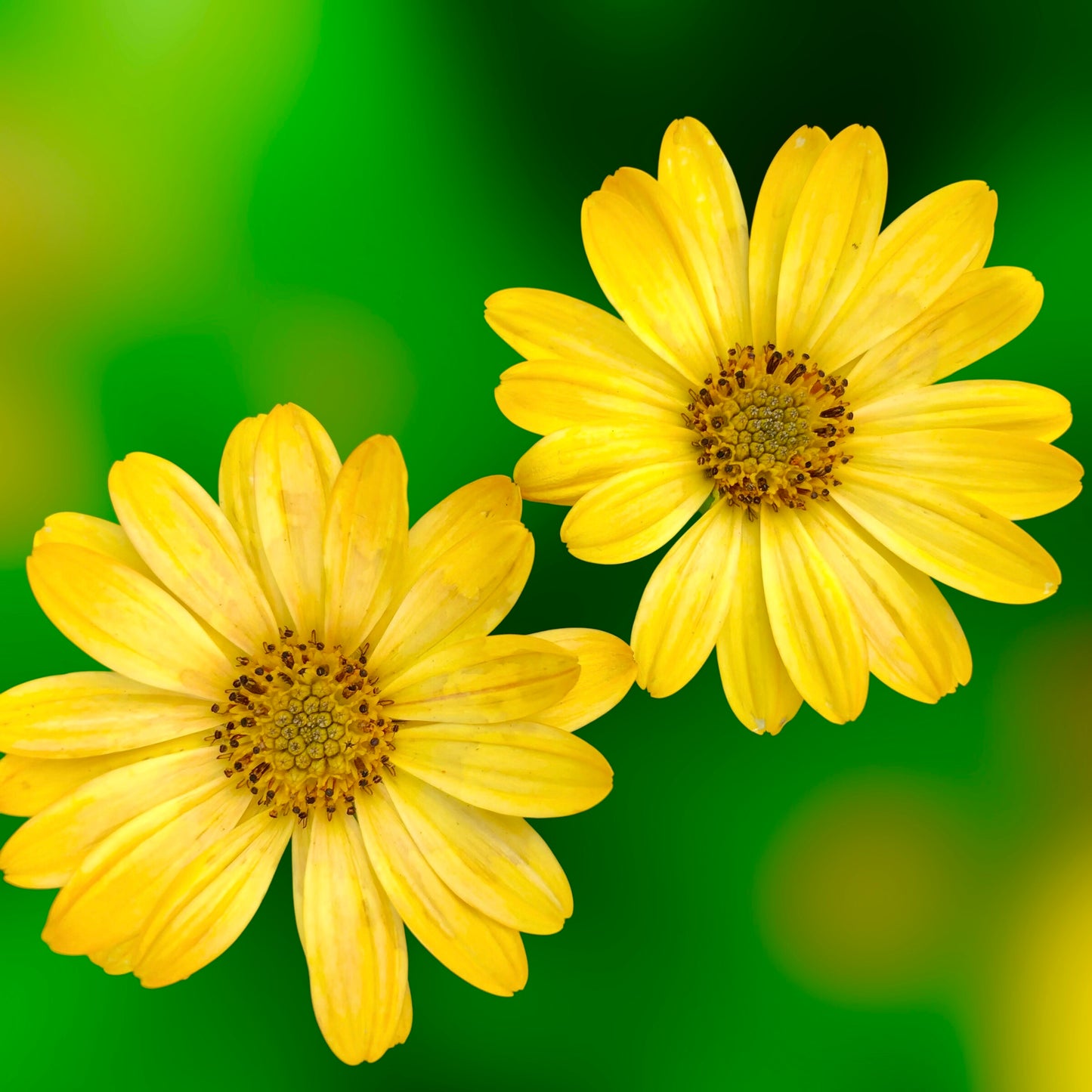 Yellow African Daisy Wall Art Printable, Flower Photography, Elegant Botanical Decor, Digital Download