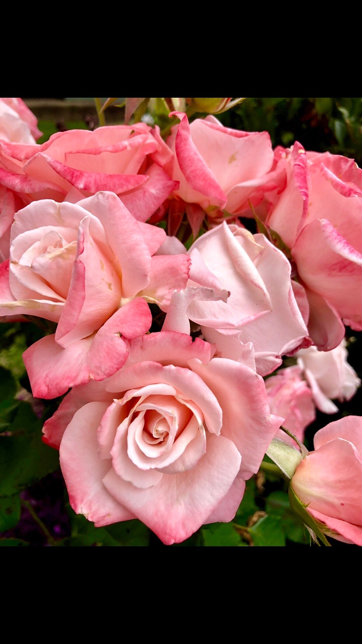 Pink Garden Roses Wall Art Printable, Flower Photography, Romantic Floral Decor, Botanical Digital Download