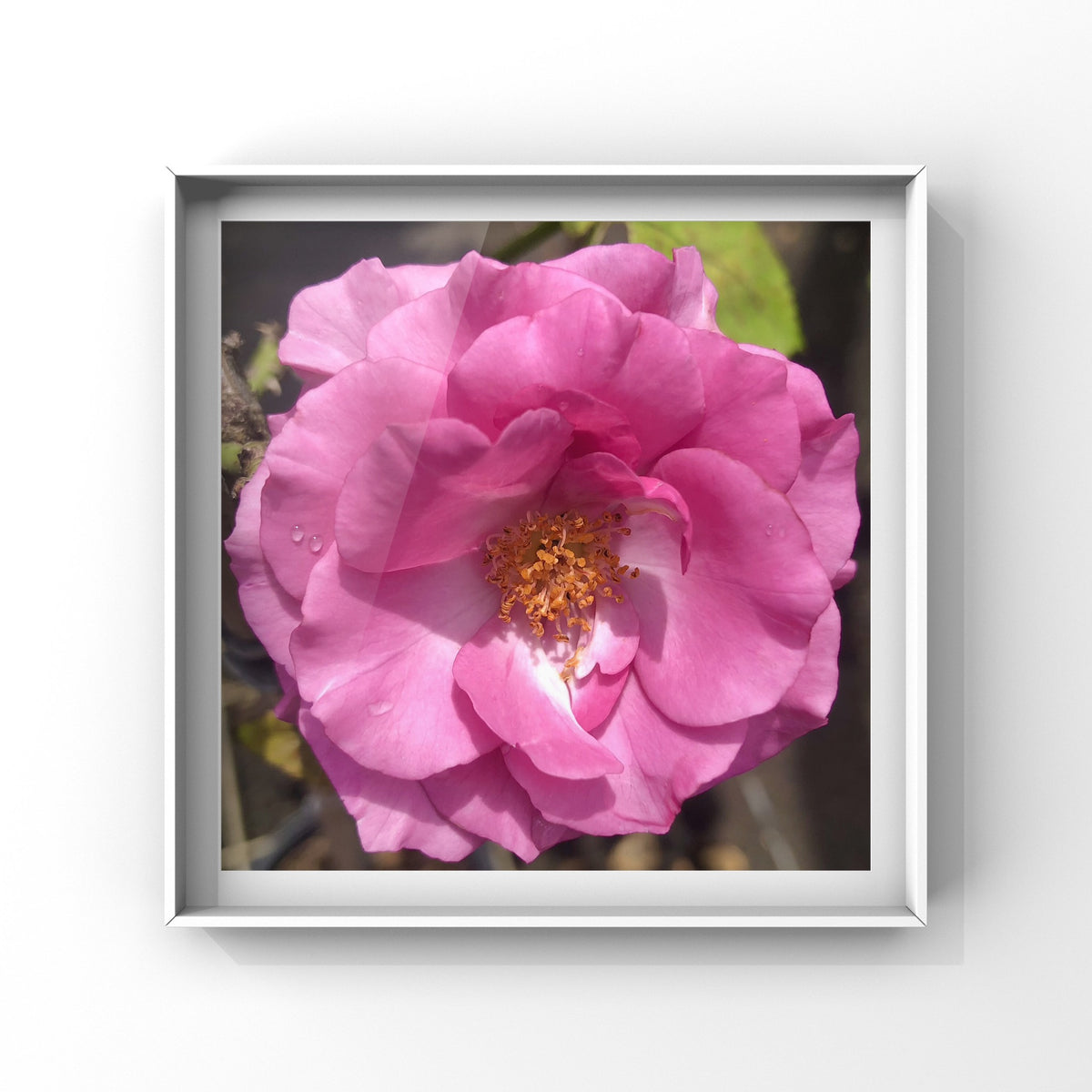 Pink Rose Printable Wall Art, Elegant Botanical Flower Photography, Digital Download