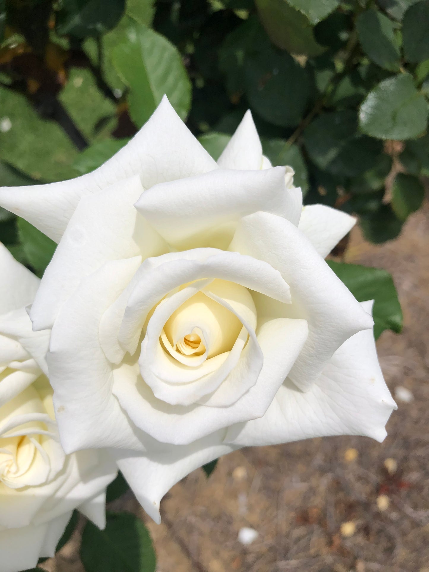White Rose Printable Wall Art, Elegant Botanical Flower Photography, Digital Download