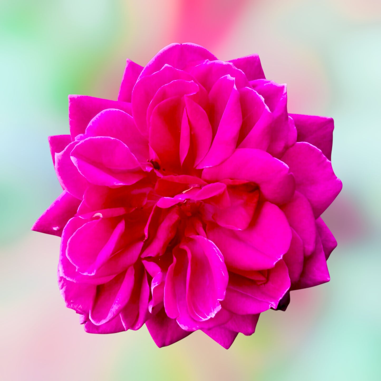 Vibrant Magenta Rose Wall Art Printable, Flower Photography, Bold Botanical Decor, Digital Download