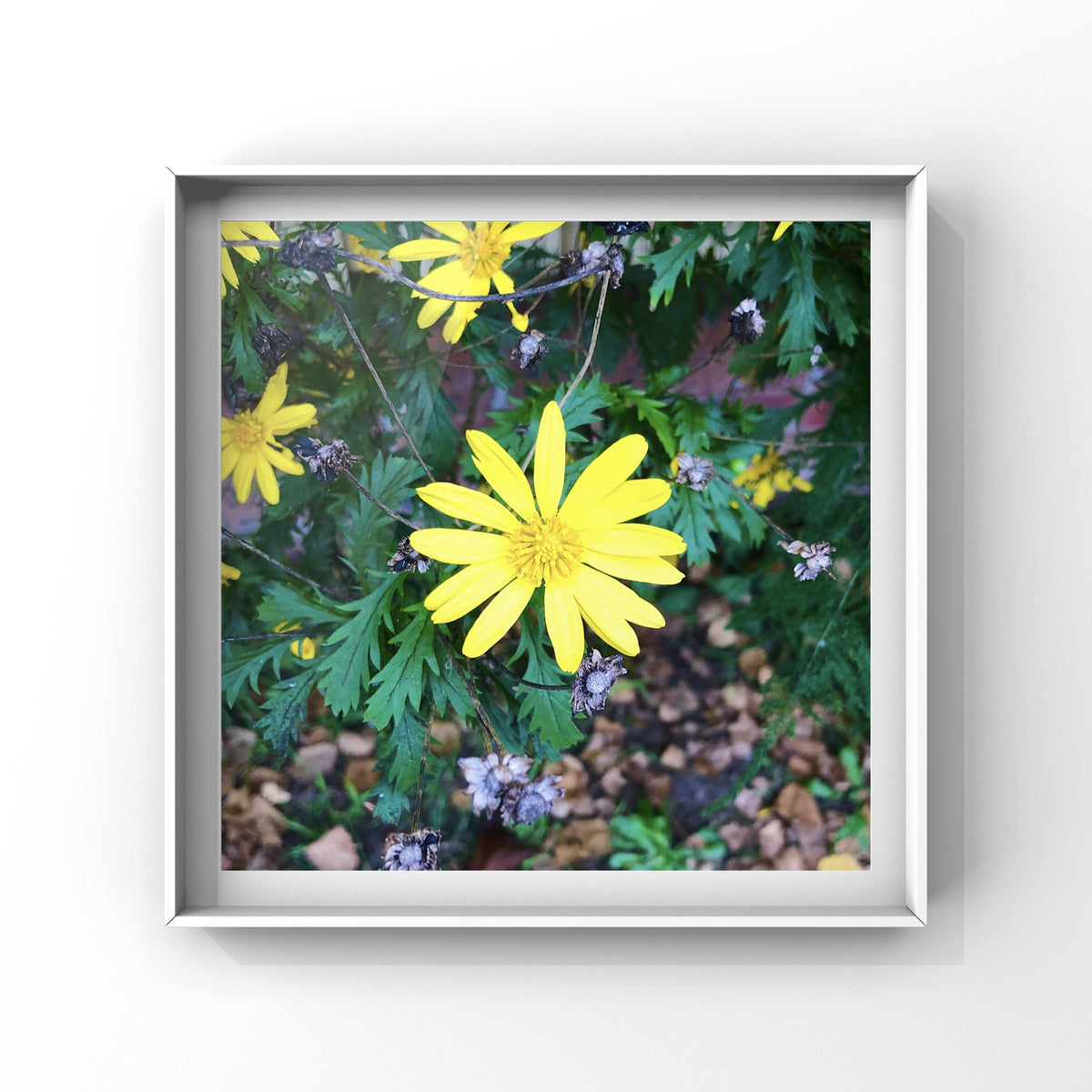 Small Yellow Daisy Wall Art Printable, Flower Photography, Botanical Decor, Digital Download