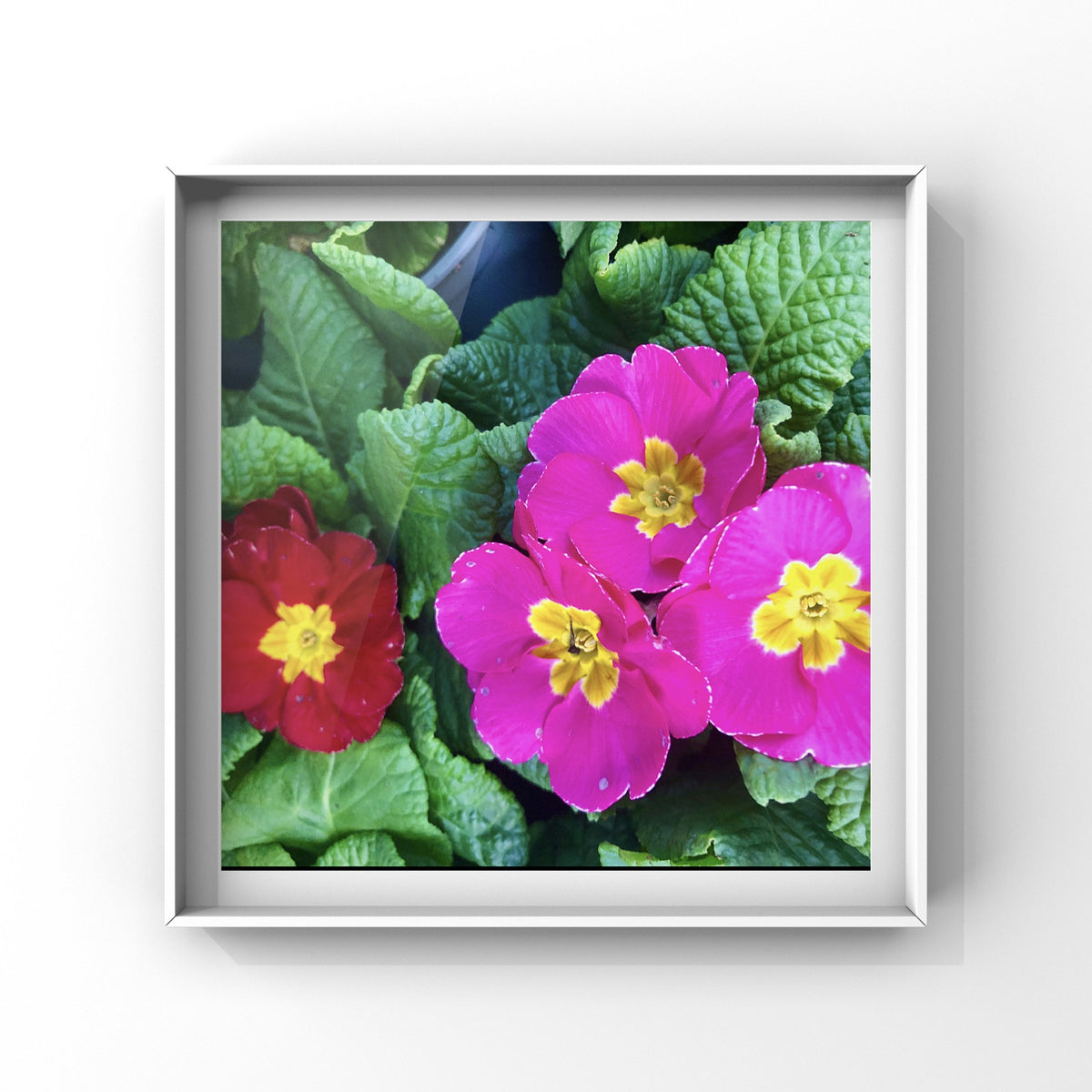 Bright Pink Primrose Flower, Vibrant Floral Photography, Colourful Botanical Decor, Pink Flower Digital Download