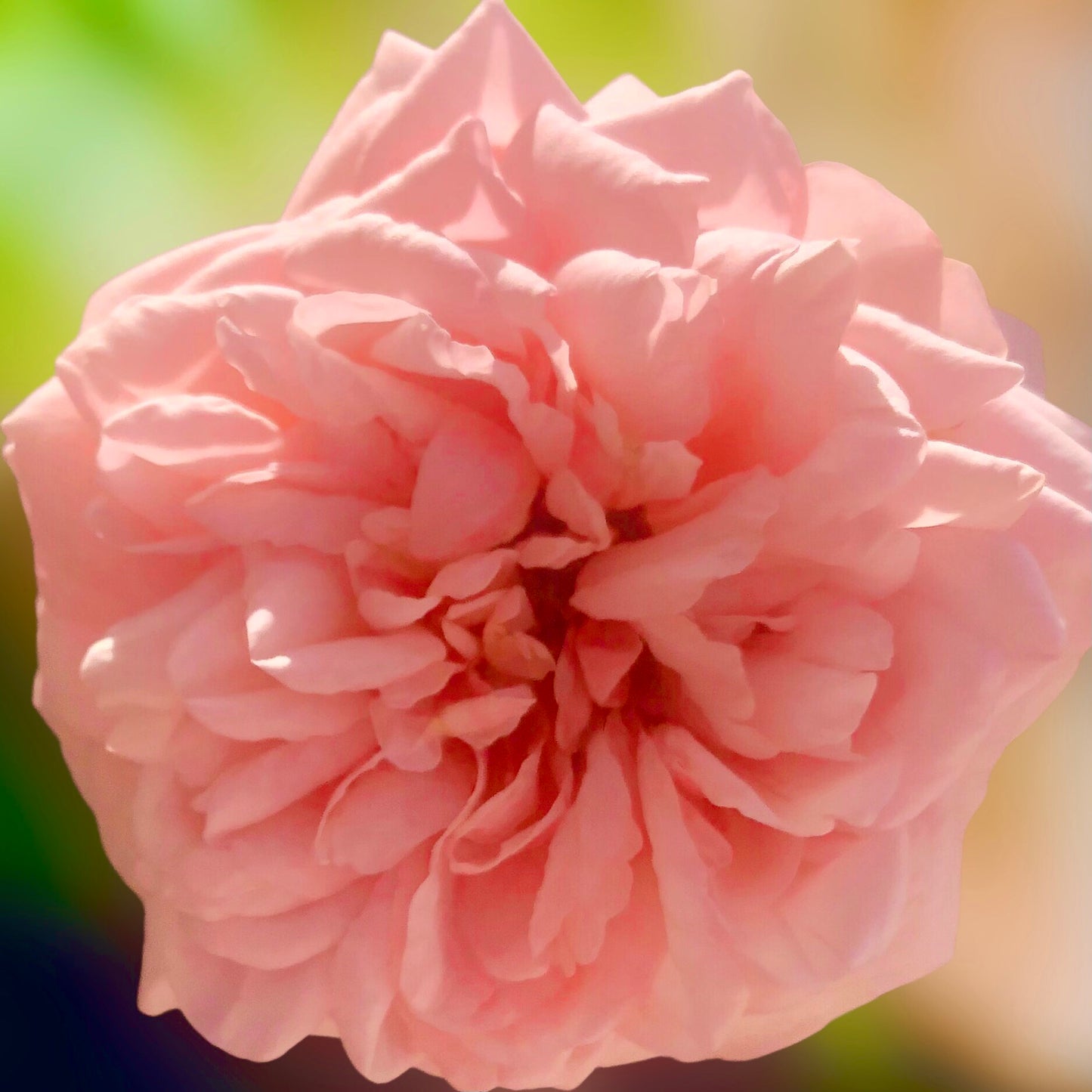Soft Pink Garden Rose Wall Art Printable, Flower Photography, Elegant Botanical Decor, Digital Download