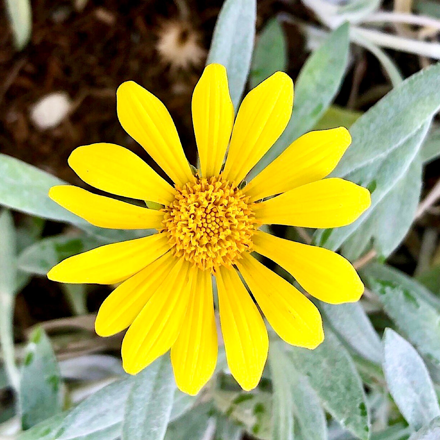 Yellow Daisy Wall Art Printable, Flower Photography, Bright Garden Bloom Decor, Botanical Digital Download