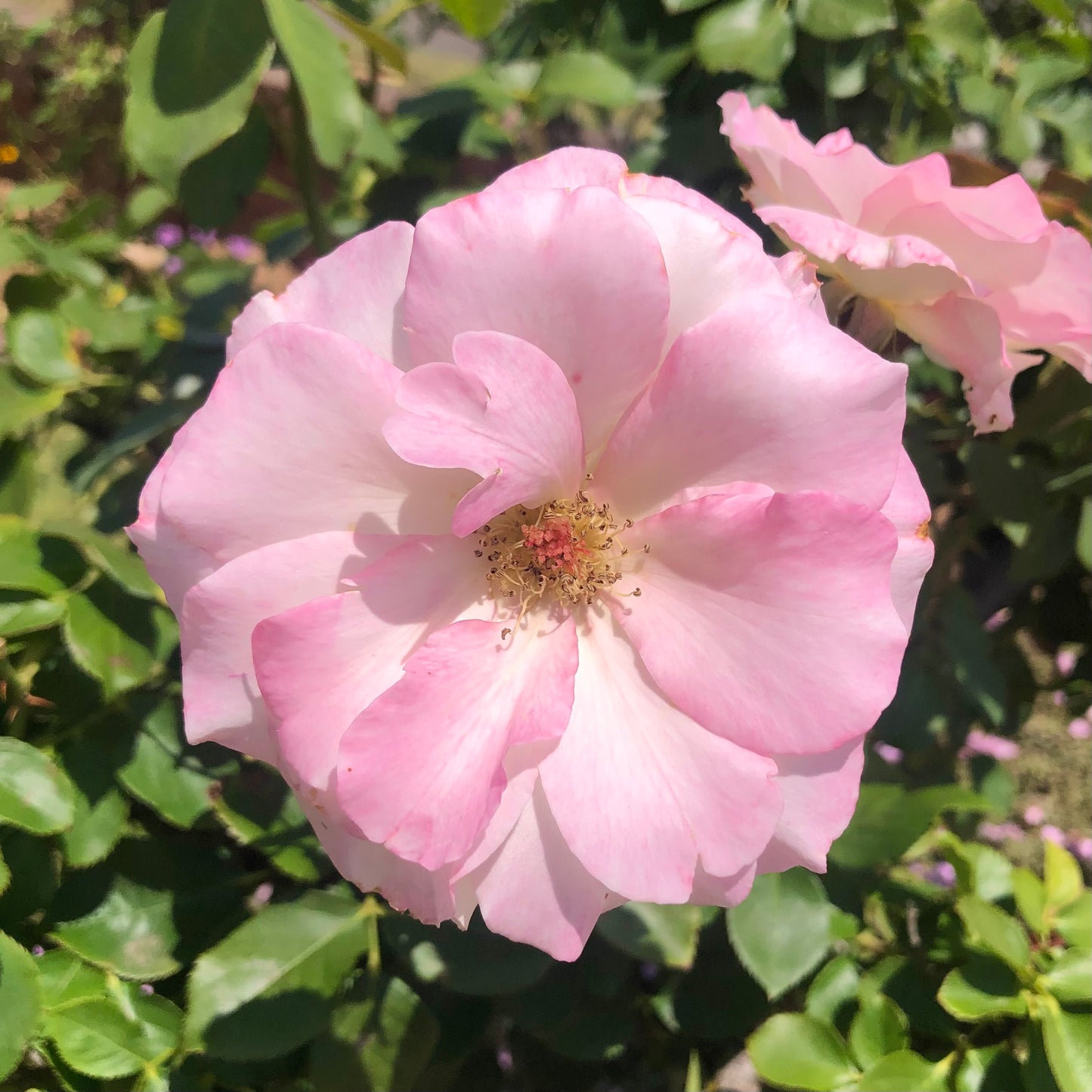 Light Pink Garden Rose Wall Art Printable, Rose Botanical Photography, Soft Floral Decor, Digital Download