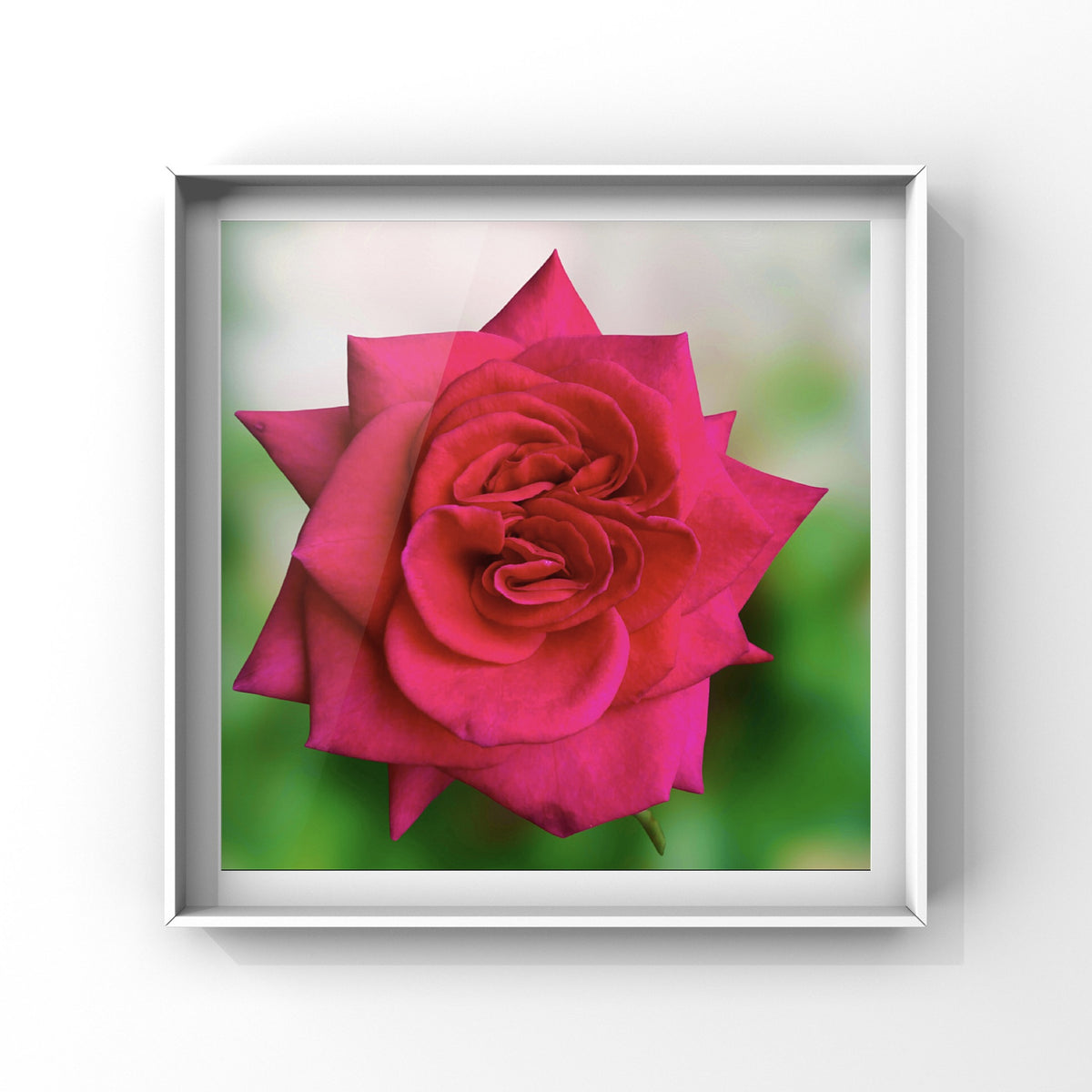 Vibrant Red Rose Wall Art Printable, Flower Photography, Elegant Botanical Decor, Digital Download