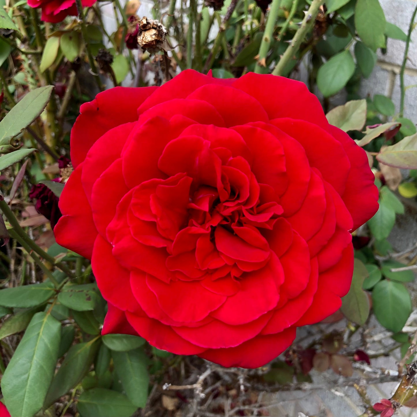 Red Rose Wall Art Printable, Flower Photography, Classic Romantic Bloom Decor, Botanical Digital Download