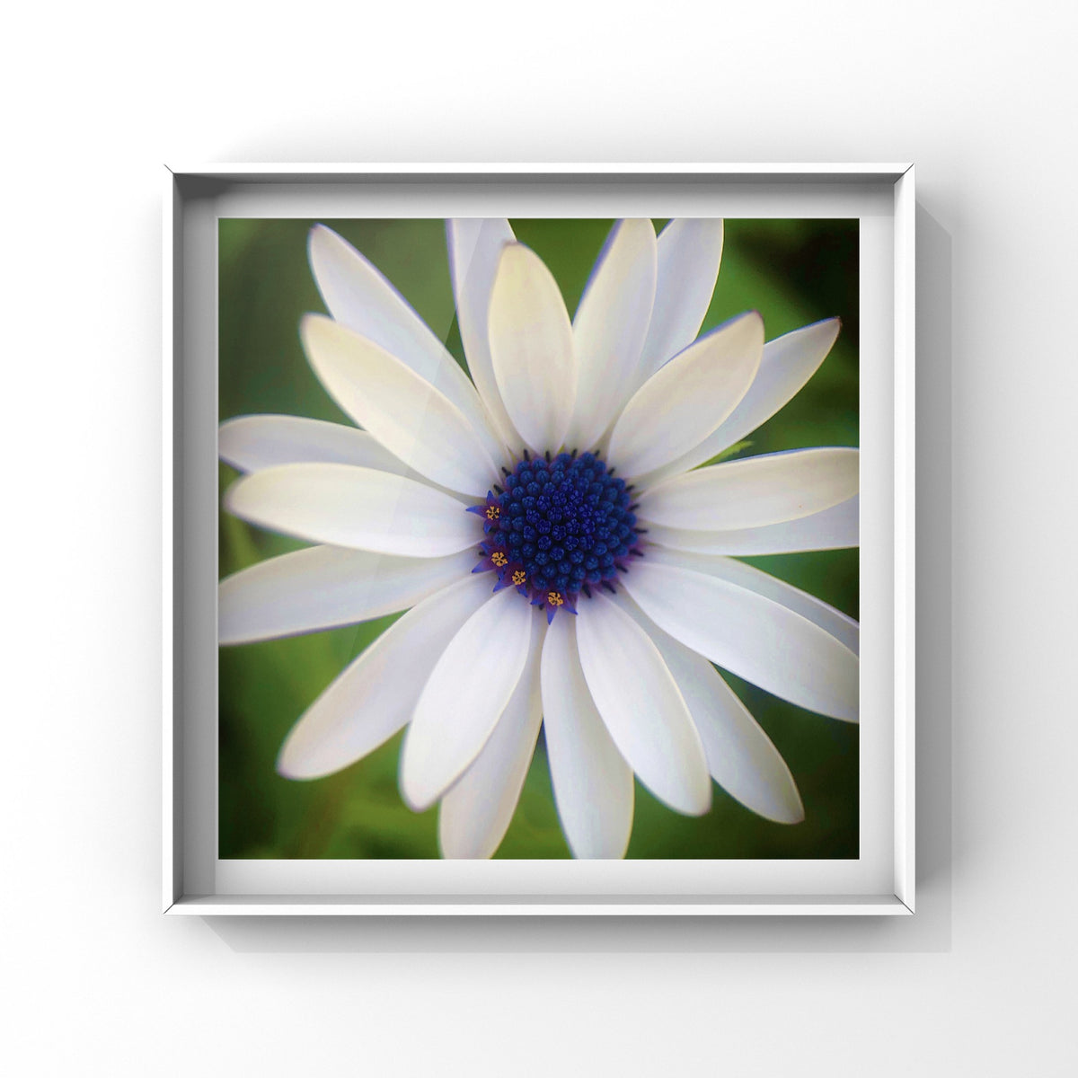 White African Daisy Wall Art Printable, Flower Photography, Elegant Botanical Decor, Digital Download