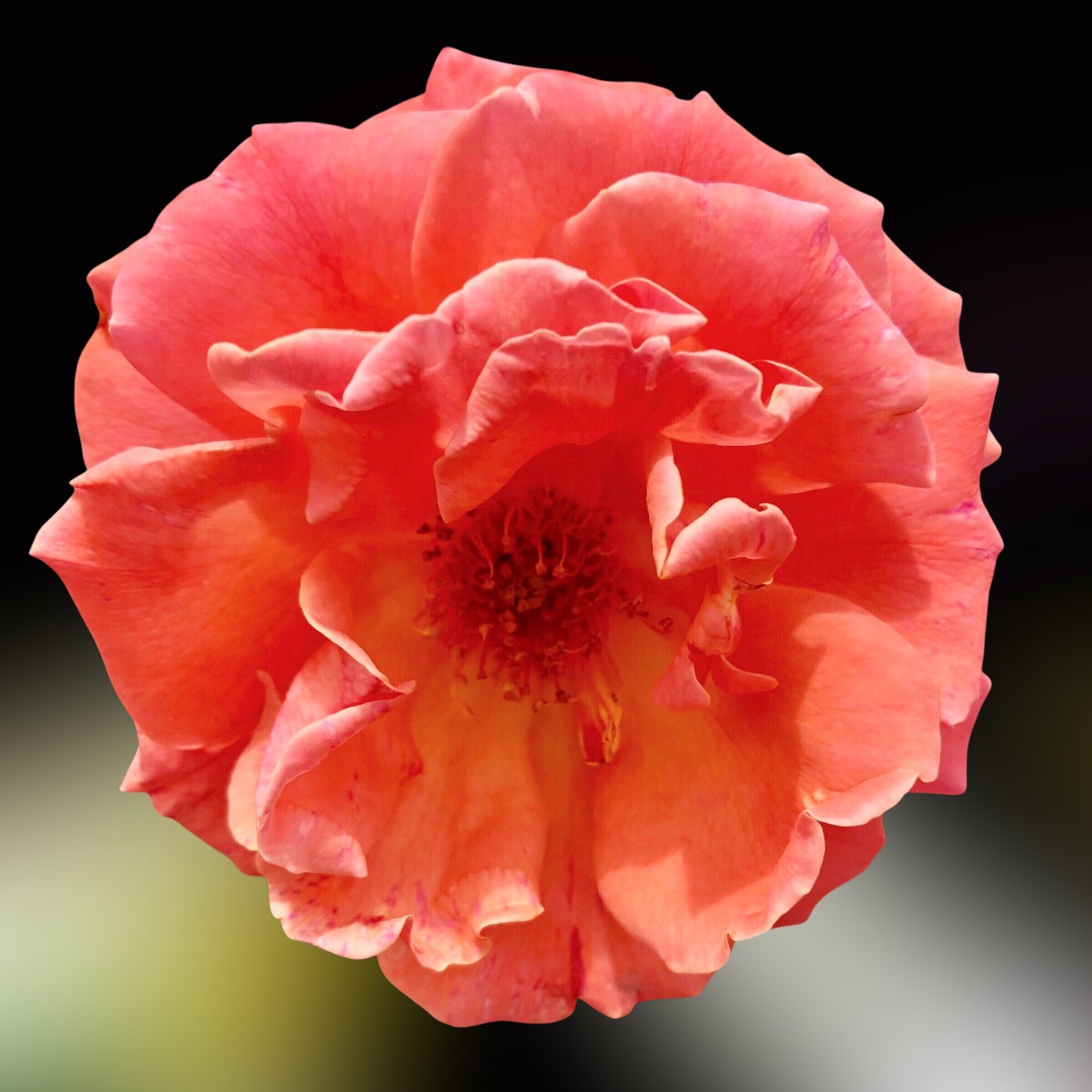 Apricot Rose Wall Art Printable, Flower Photography, Elegant Botanical Decor, Digital Download
