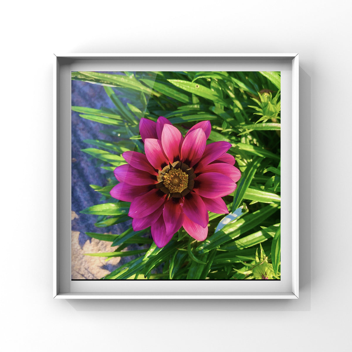 Vibrant Magenta Gazania Wall Art Printable, Flower Photography, Botanical Digital Download