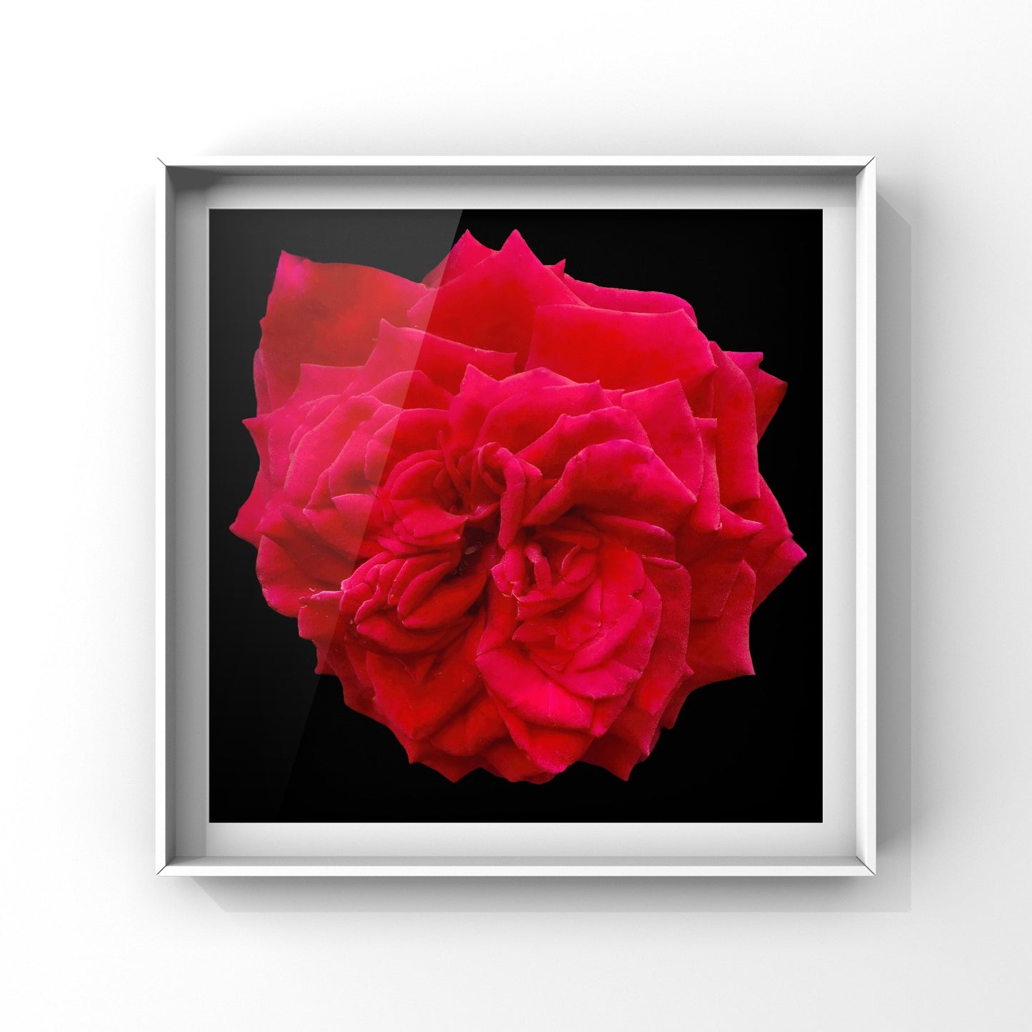 Large Red Rose Wall Art Printable, Botanical Flower Photography, Digital Download