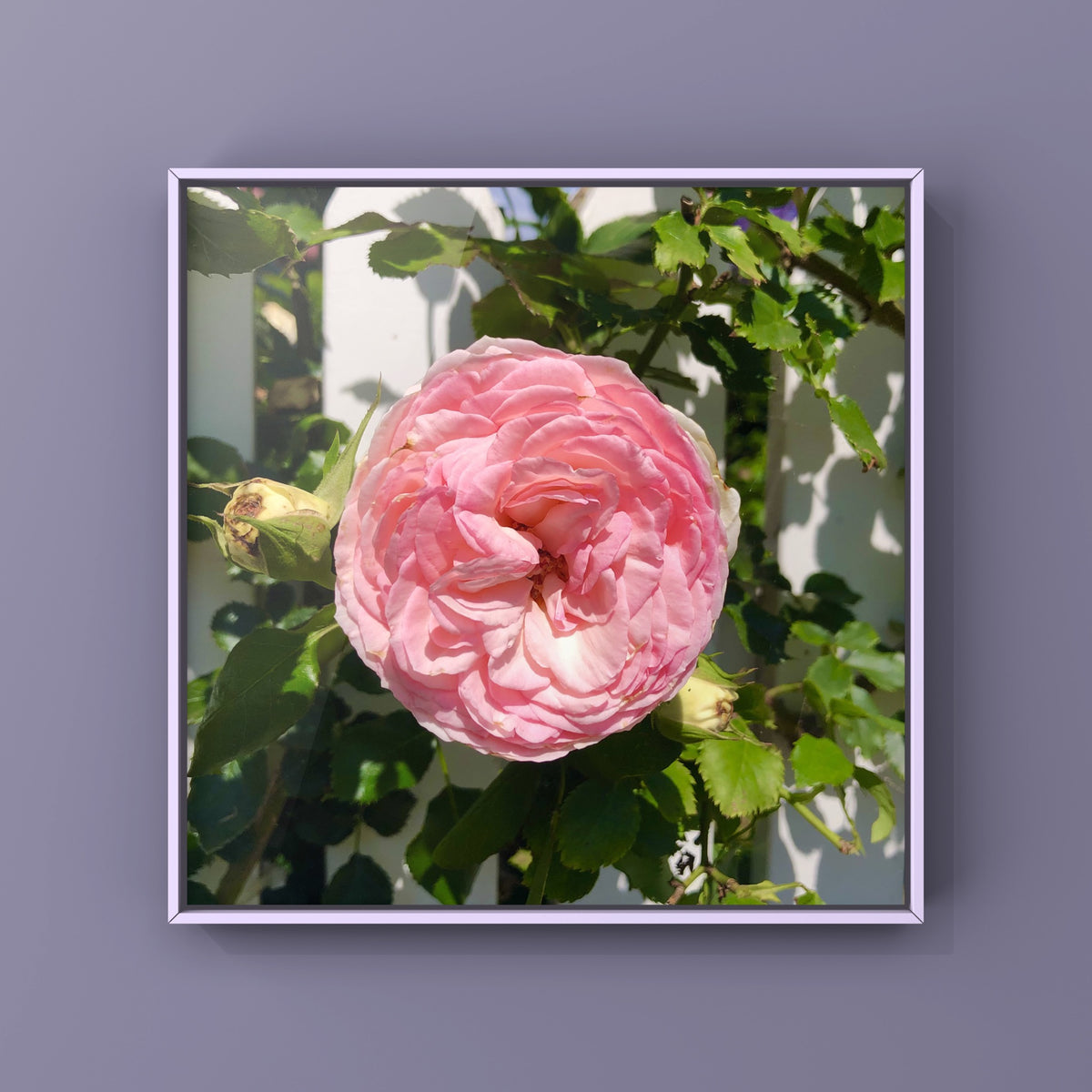 Pink Garden Rose Wall Art Printable, Floral Photography, Botanical Decor, Digital Download