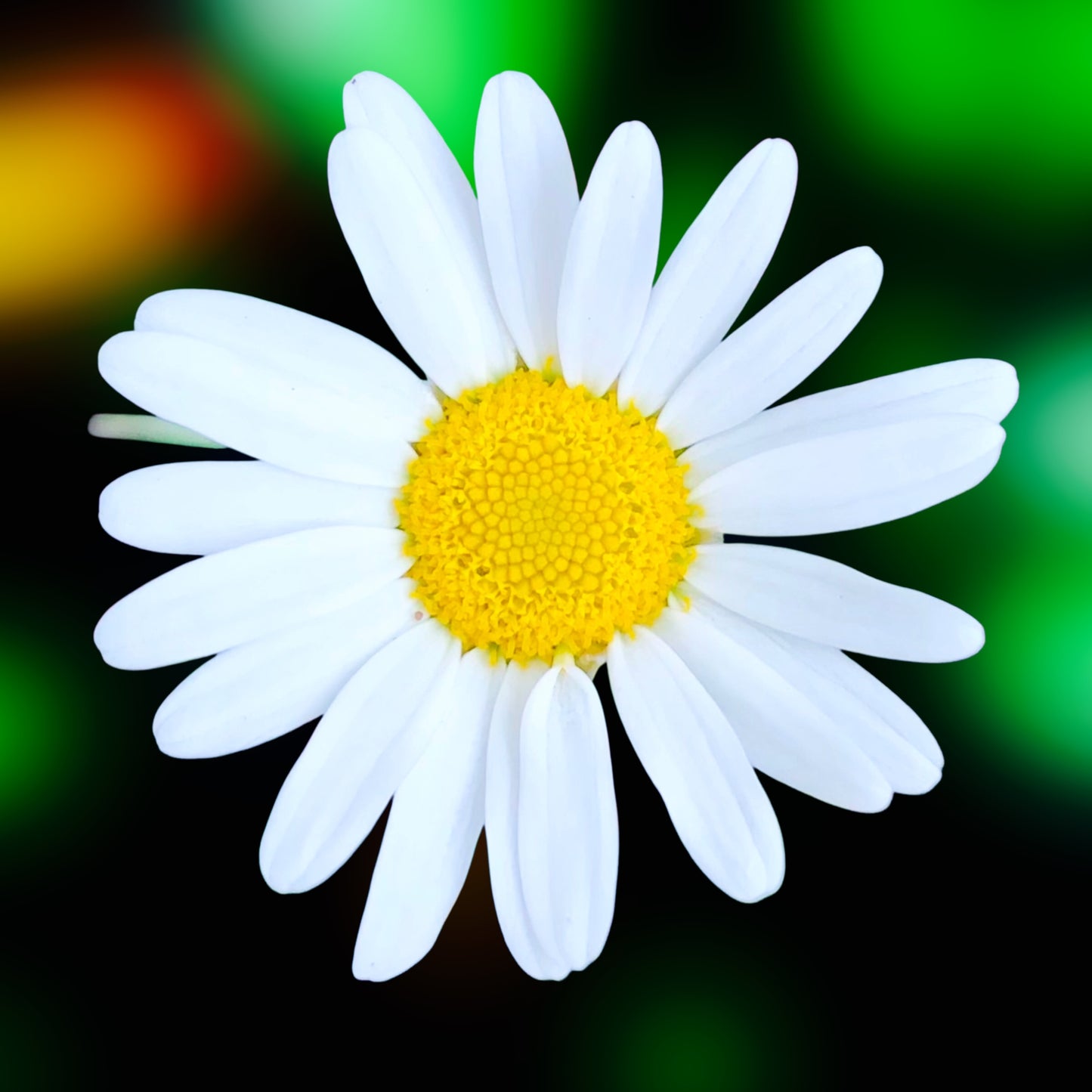 Small White Daisy Wall Art Printable, Flower Photography, Elegant Botanical Decor, Digital Download