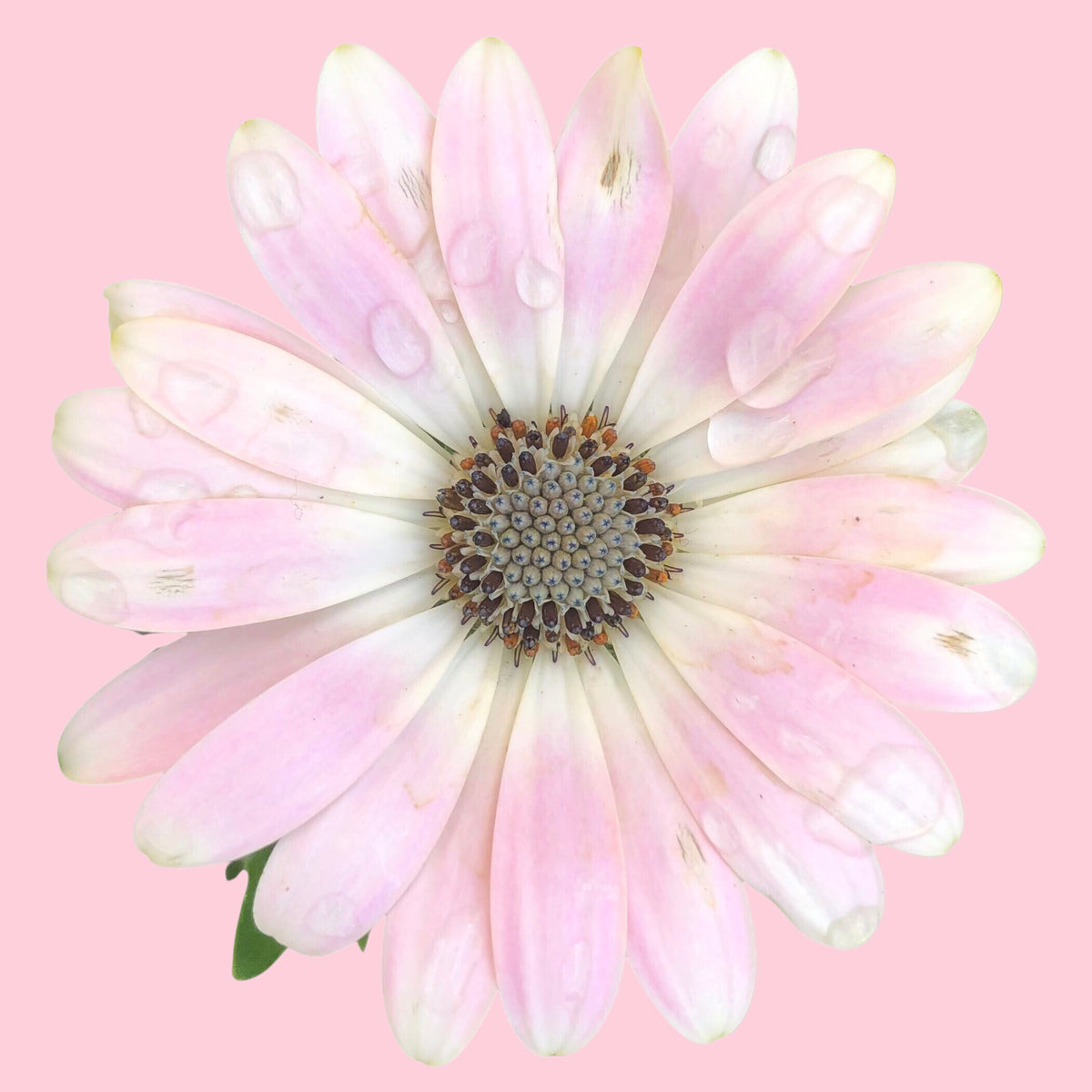Light Pink and White African Daisy Wall Art Printable, Pink Background, Flower Photography, Elegant Botanical Decor, Digital Download