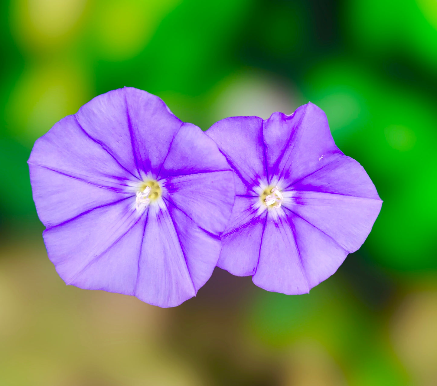 Purple Flowers Wall Art Printable, Elegant Botanical Photography, Floral Decor, Digital Download