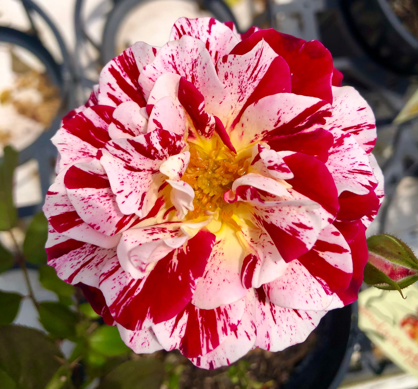 Red and White Striped Rose Wall Art Printable, Bold Floral Photography, Botanical Home Decor, Digital Download