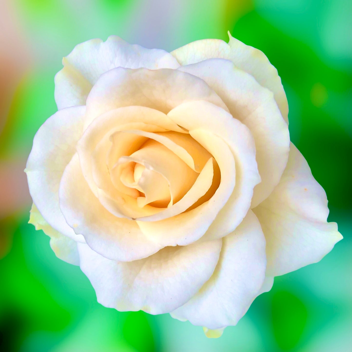 White Rose Wall Art Printable, Elegant Flower Photography, Botanical Home Decor, Digital Download