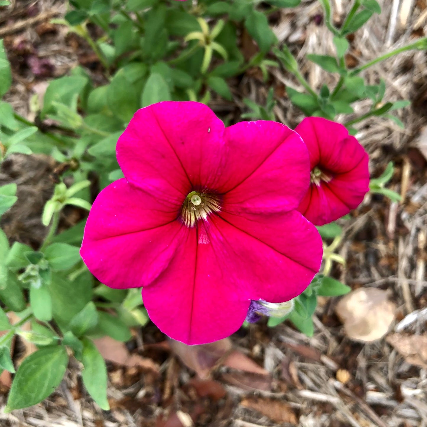 Bright Pink Petunia Wall Art Printable, Flower Photography, Vibrant Garden Bloom Decor, Botanical Digital Download