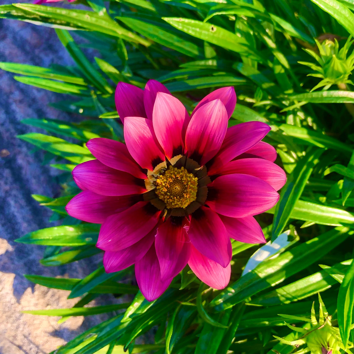 Vibrant Magenta Gazania Wall Art Printable, Flower Photography, Botanical Digital Download
