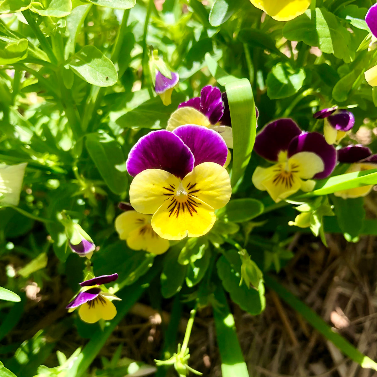 Yellow and Purple Violas Wall Art Printable, Floral Photography, Botanical Decor, Digital Download
