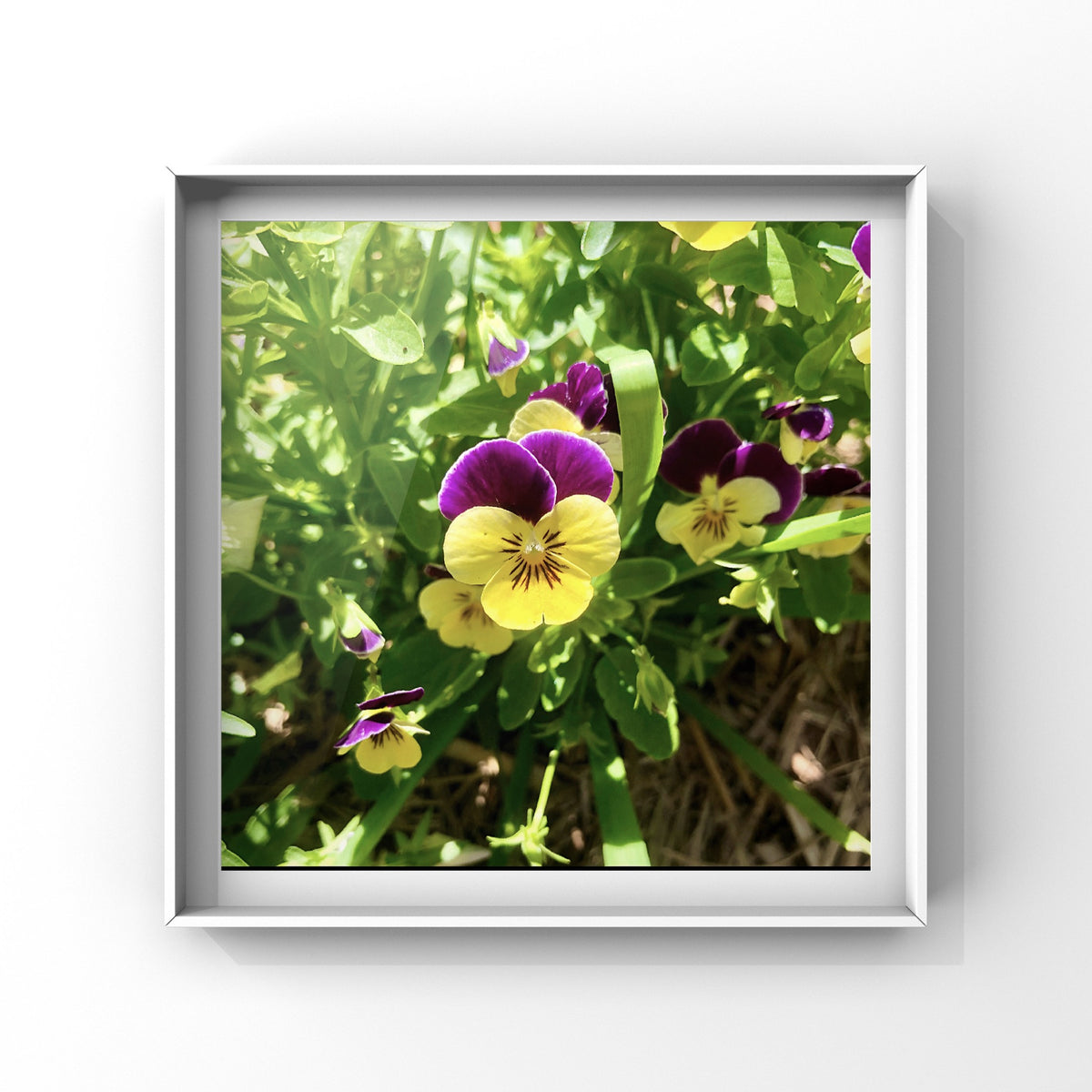 Yellow and Purple Violas Wall Art Printable, Floral Photography, Botanical Decor, Digital Download