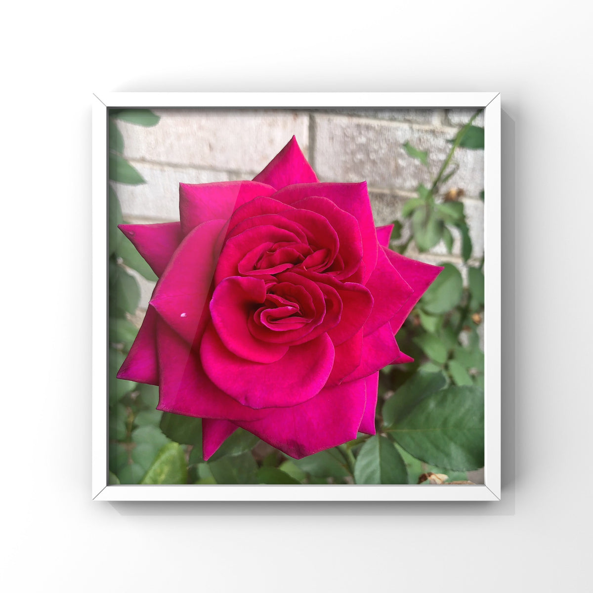 10 Rose Photography Bundle, Printable Floral Wall Art Collection, Botanical Decor, Digital Download