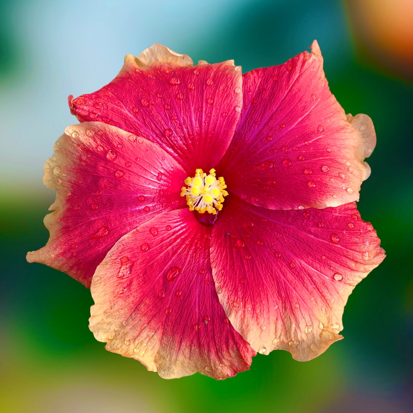 Large Hibiscus Flower Wall Art Printable, Tropical Floral Photography, Dreamy Garden Bloom Decor, Botanical Digital Download