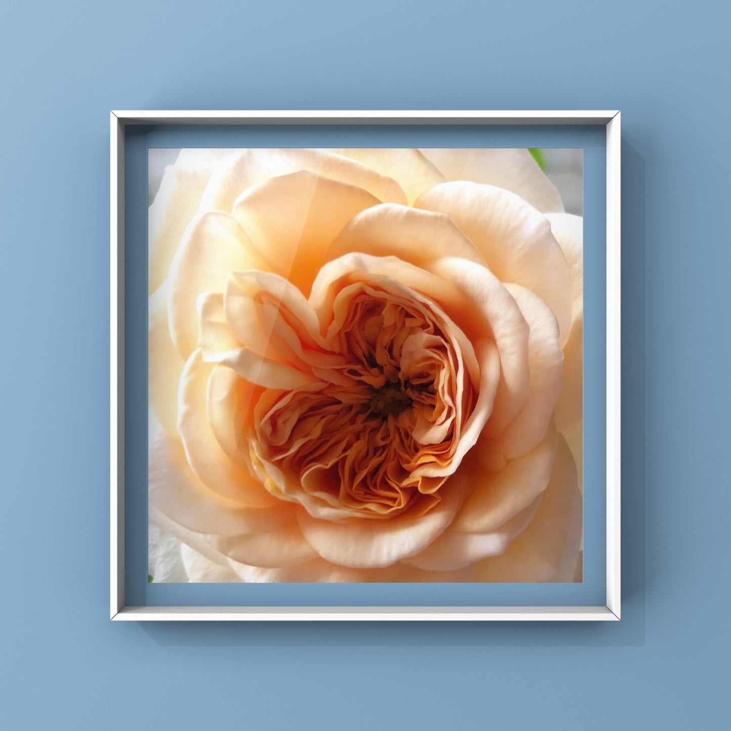 Large Orange Rose Wall Art Printable, Botanical Flower Photography, Digital Download